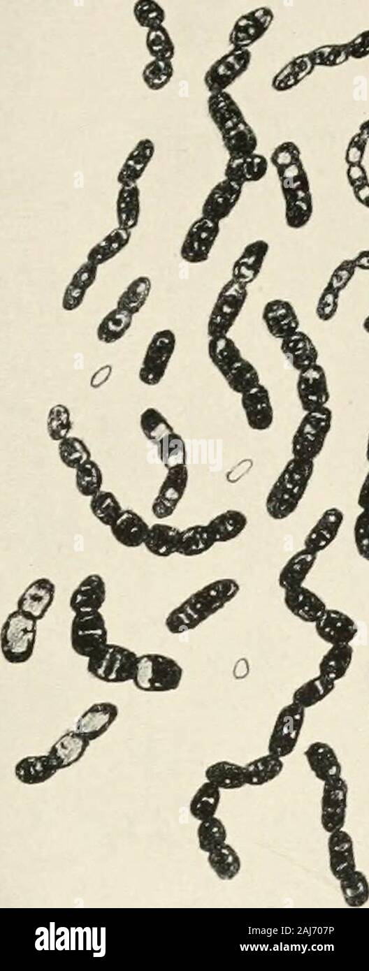 Amtsblatt der Bakteriologie. Abb. 40 (Lawrence und Ford: Aerobe Spore-Lager nicht-pathogenen Bakterien) Zeitschrift für BAKTERIOLOGIE VOL. Ich Platte 21. f r^^^^^^^^ ff Stockfoto