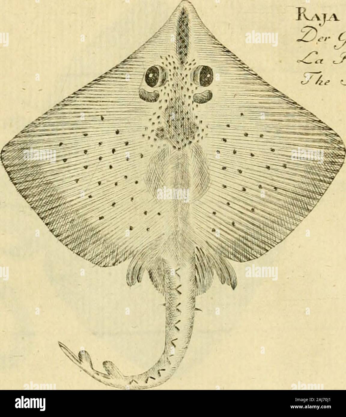 Ichthyologie; ou histoire naturelle de poissons De sechs Parteien avec 216 planches dessinÃ©es et enluminÃ © es d'Après-ski natu. Rata satw 1. Ï 7%*?-/*, {. -,- Stockfoto