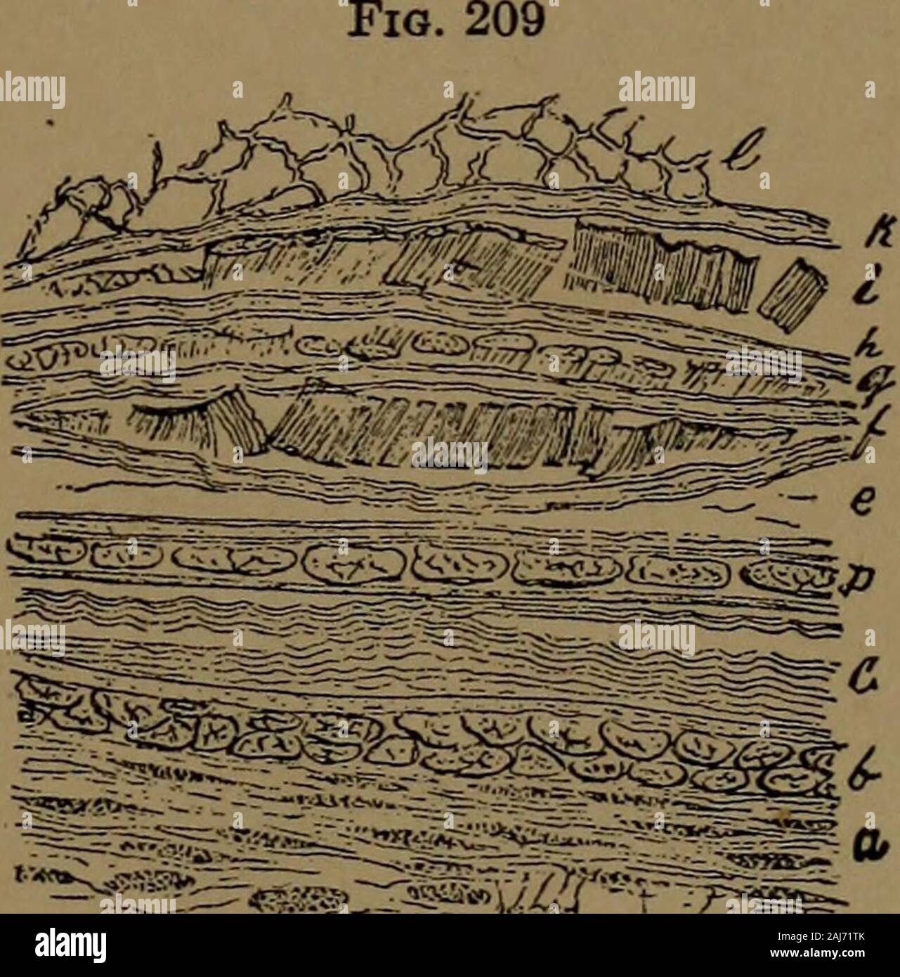 Ein Lehrbuch der zahnärztlichen Histologie und Embryologie, einschließlich Labor Richtungen. nective-Gewebe, Zellen, die vermutlich Osteoblasten geworden; c, äußere Schicht, oder groben Faserschicht, in der Fusiform Fibroblasten sind auch apparentby Doppel Färbung mit Hämatoxylin und Carmine erbracht wurden; d, einige Reste der reticulartissue Anschließen des überlagerten Gewebe mit dem Periost, (jj eintauchen.) (Schwarz) Osteoblasten, die Subperiostaler Knochen Gebäude sind in theyoung Tier, Prozesse ihrer Zytoplasma Verlängerung indie canaliculi der Matrix, die Sie gebildet haben. Im Bild Sühnen Stockfoto