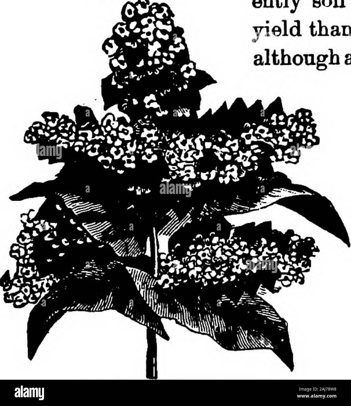 Böden und Pflanzen der Farm. ns der Vereinigten Staaten. Derschwerpunkt Produktion liegt weiter nördlich als alle ofour andere Getreide. Es ist leicht von der Dürre betroffenen andwhen gesät spät ist apt von einem Frost erwischt zu werden. Es wird auf die vergleichsweise schlechten Land wachsen. Appar - auch Boden hat weniger Wirkung onyield als das Klima, obwohl eine leichte, gut drainedsoil am besten ist. Asmuch in - wie es im Juni issown oftensown orJuly Es ist als wenn catchcrop someearlier Ernte ausfällt. Von Zwei auf fivepecks sownbroadcast peracre sind. Japasbse Buchweizen. Es gibt drei kultivierten Arten erkannt, aber die Direktion oneand Die Stockfoto