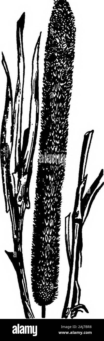 Böden und Pflanzen der Farm. g auf die genns Stipa und zur Gattung Oryzopaisare führenden Arten. Koeleria criatata, DeschampsiaCoeapitosa, und mehrere speciesof der Gattung Festuca breit sind - diffuse Ly. Blau - Gemeinsame (Calamagrosticcanadensis) ist einer der produktivsten auf moistsoils bestand und in den kühlen Klimata. Es gibt Platz für nur eine kleine Zwischenstation Beschreibung einiger thebetter bekannt kultivierten Arten. Timotheus. - Bestände Gras, Wiese Katzen - Schwanz Gras, arecommon Namen gegeben zu thegrass Pflanze bekannt botanicallyas Phleum Pratense L. Themost Common Name ist Timothy.Timothy weit distri - buted. Es ist un Stockfoto