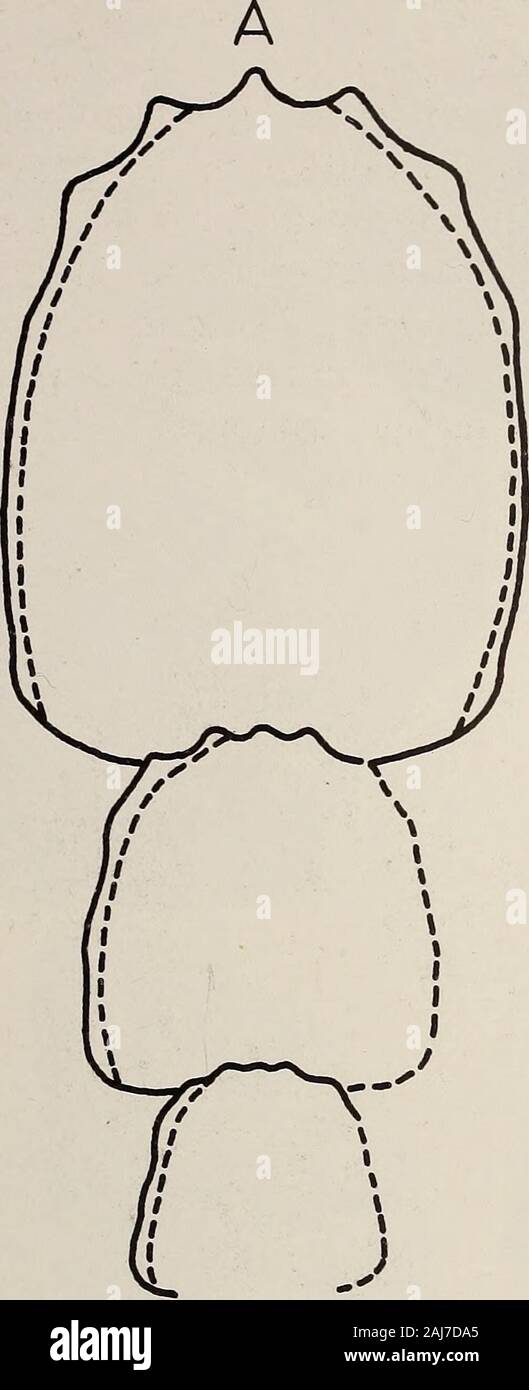 Annalen der South African Museum = Annale van sterben Suid-Afrikaanse Museum. ; Im Allgemeinen weniger als 10 Prozent des gesamten Wirtel Höhe. Die Arten können bis zu einer sehr großen Größe wachsen; Der holotyp ist die größte bekannte Exemplar mit einem Durchmesser von 320 mm. Der themajority Umzamba Exemplare, und messen Sie die Spannung zwischen 100 bis 200 mm. In wirtel Abschnitt Anstieg ist schnell. Die innerste Umgänge haben eine quadratische todepressed Wirtel Abschnitt, aber, mit Steigerung im Durchmesser, der Abschnitt becomesmore abgerundet und allmählich höher als breit mit einem abgerundeten Nabelschnur walland Venter (Abb. 52A-B). Ornament ist variabel durch ontog Stockfoto