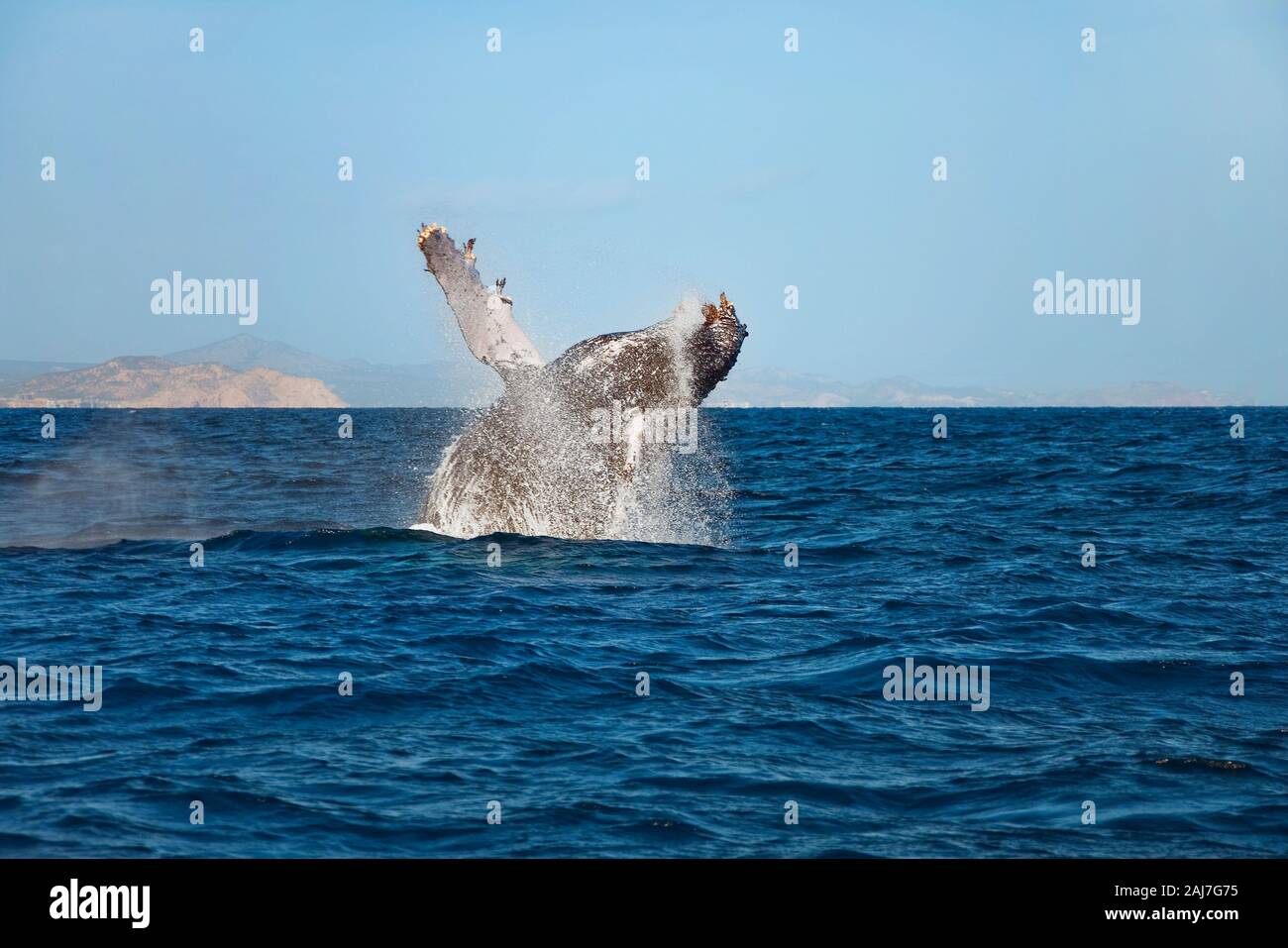 Ein Buckelwal springt aus dem Wasser Stockfoto