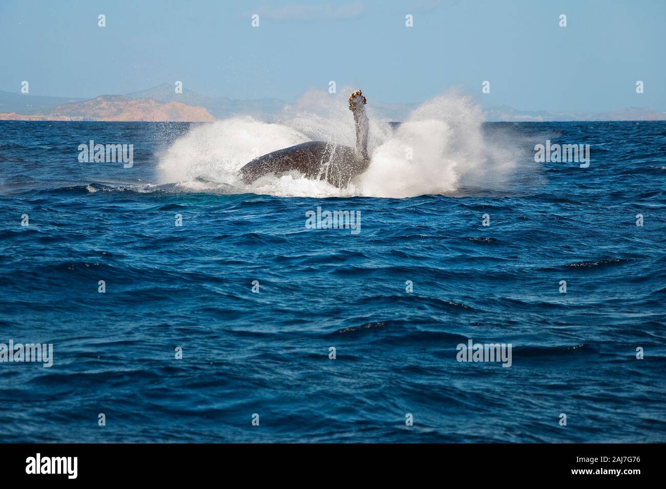Ein Buckelwal landet auf seiner Seite, während er den Pazifik durchbreizt Stockfoto
