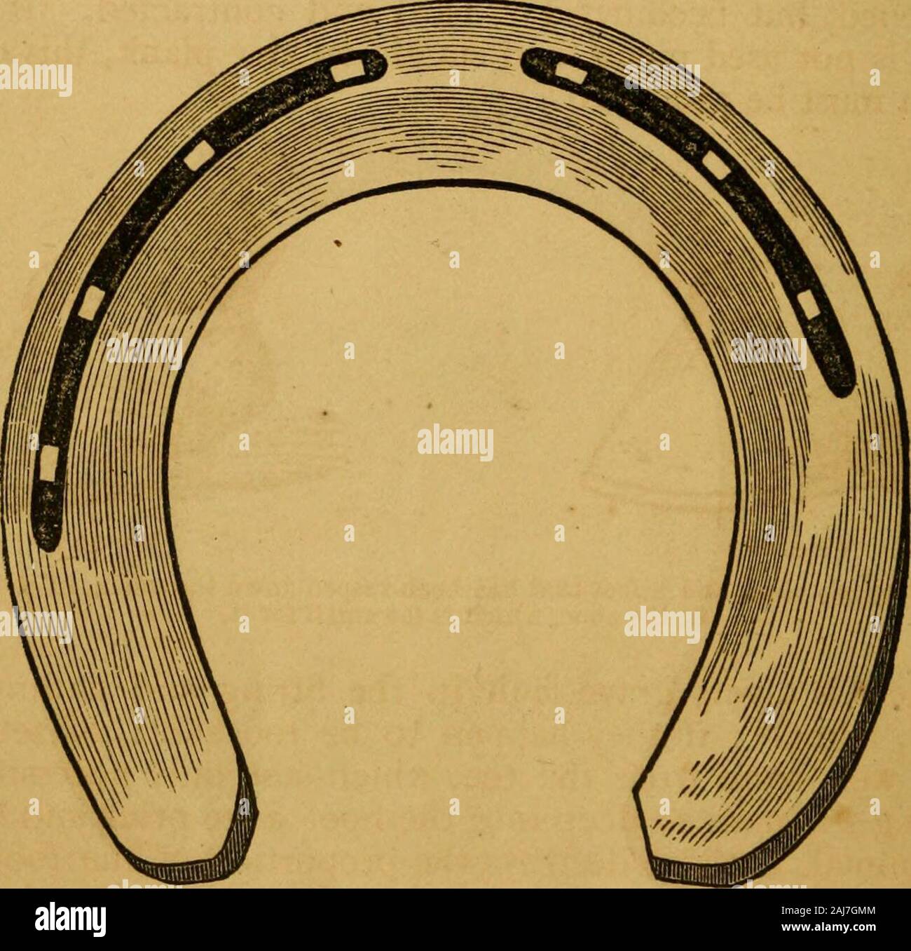 Das neue System der Erziehung der Pferde, einschließlich Anweisungen für die Fütterung, Tränken, Einstallung, Schneeschuhwandern, etc. Mit der praktischen Behandlung für Krankheiten. em sofar vorwärts in der Zehe, unnötige Zurückhaltung uponthe Viertel verhindern. Sekunde, so nahe an den Rand des Schuhs als Notto gefährden die Nägel zu tief in der Erdkruste. Thenails sollte nicht groß sein, noch eine größere Anzahl angetriebene Alsist kaum notwendig, den Schuh zu behalten. Es muss daran erinnert werden, dass sich die Klauen greatlyshattered ist von den Nägeln; dass die Hupe ist am dicksten Toe, und dem Nageln gut zurück zu den Quartieren nicht nur exposesto g Stockfoto