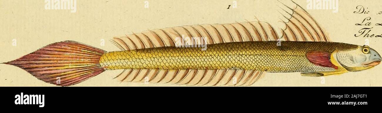 Ichthyologie; ou histoire naturelle de poissons De sechs Parteien avec 216 planches dessinÃ©es et enluminÃ © es d'Après-ski natu. GoBirs LANCEOLATTt:. Stockfoto