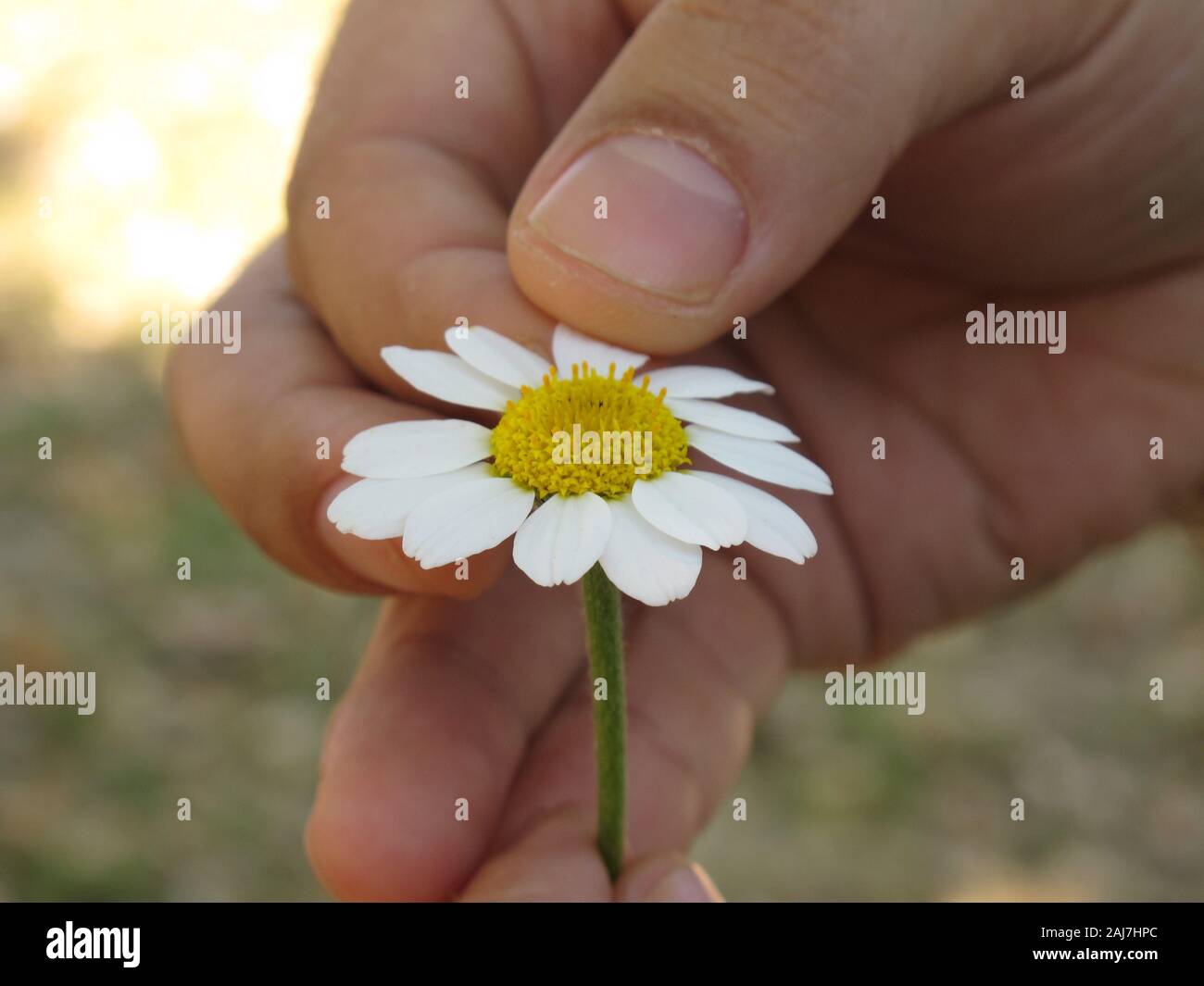 Hände mit gelben und weißen Blütenblätter Stockfoto