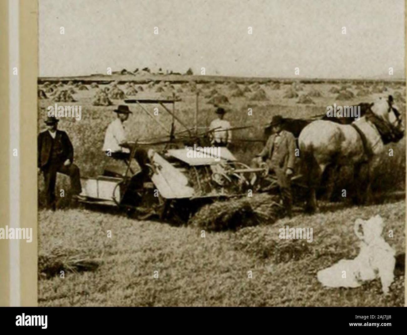 Ernte Szenen der Welt. §§^^ Mm. Im Feld - nearPort Fee, Australien. Stockfoto