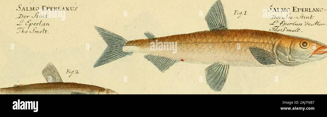 Ichthyologie; ou histoire naturelle de poissons De sechs Parteien avec 216 planches dessinÃ©es et enluminÃ © es d'Après-ski natu. £ LMO E. PERLMJC - MARINUJïintr. * £ Z** Stockfoto