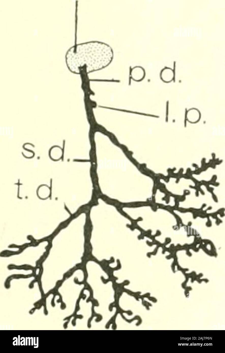 Das amerikanische Journal der Anatomie. C. ODonoghue, Chas. H. in 1912 das Wachstum - Veränderungen der Brustdrüse Apparat der Dasyurus und das Verhältnis der Corpora lutea. Vierteljährliche Zeitschrift für mikroskopische Wissenschaft, Vol. 57. Rein, G. Untersuchungen Fibre sterben 1882 embryonale Entwicklungsgeschichte der Milchdriise. Archiv fiir Mikroskop. Anatomie, Bd. 1, Bl. 22. und 23. Platte 1 ERLÄUTERUNG DER ZAHLEN 7 gezeichnet von einem gelöscht Vorbereitung (interne Sicht) von einem Albino Ratte einwöchige Alt (Gewicht 8,5 Gramm), um zu zeigen, den Vertrieb und die Beziehungen der Kanäle von leftabdominal Verschraubung (A); Links Erste inguinalen Stopfbuchse (5) und den linken seco Stockfoto