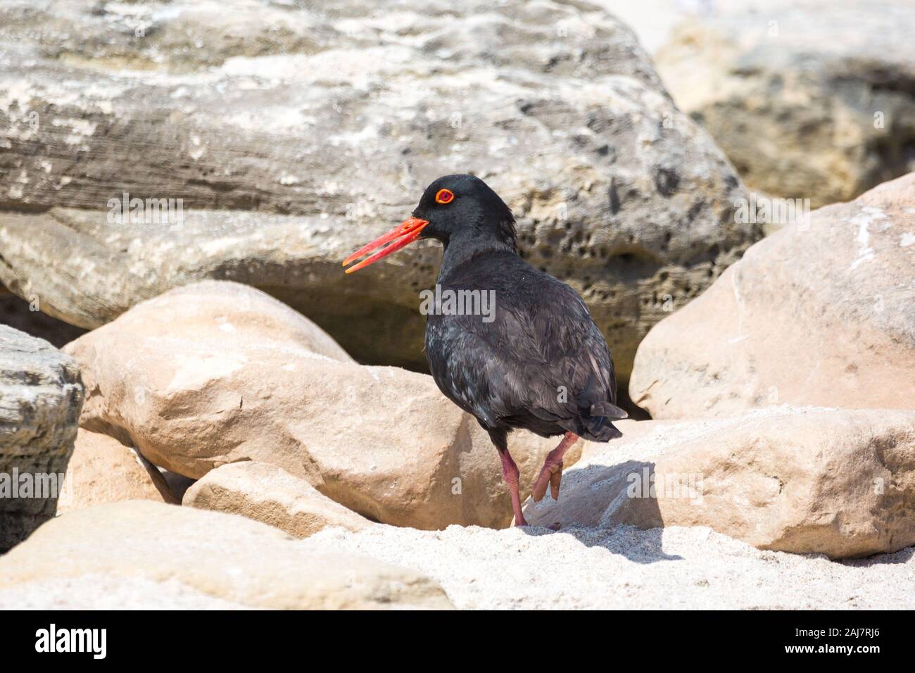 Afrikanischen Austernfischer (Haematopus moquini) Blick zurück beim Gehen an der Küste von De Hoop Nature Reserve, Südafrika Stockfoto