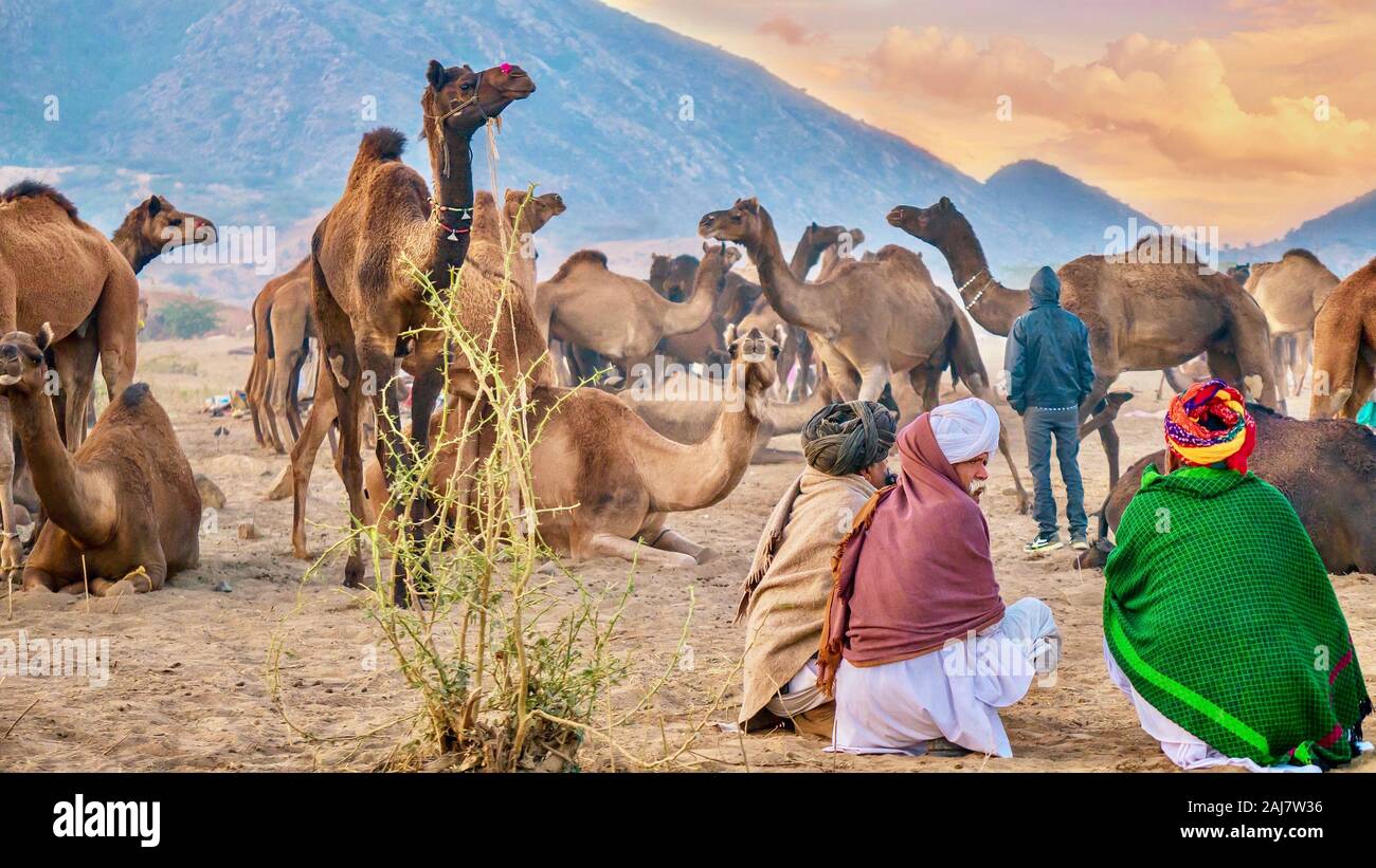 Pushkar, Indien - 20.November 2015. Kamel Händler beobachten eine Herde Kamele in der Wüste Camp an der Pushkar Camel Fair in Rajasthan, Indien. Stockfoto