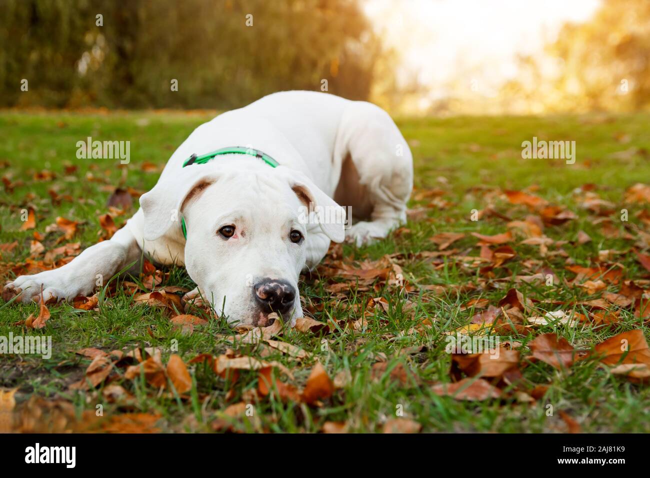 Dogo Argentino liegt auf Gras im Herbst Park. Hunde- Hintergrund. Stockfoto