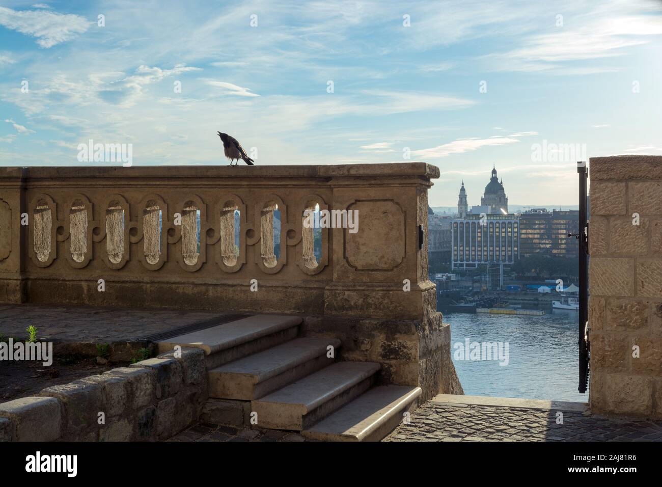 Krähe in einer Stadtumgebung Stockfoto