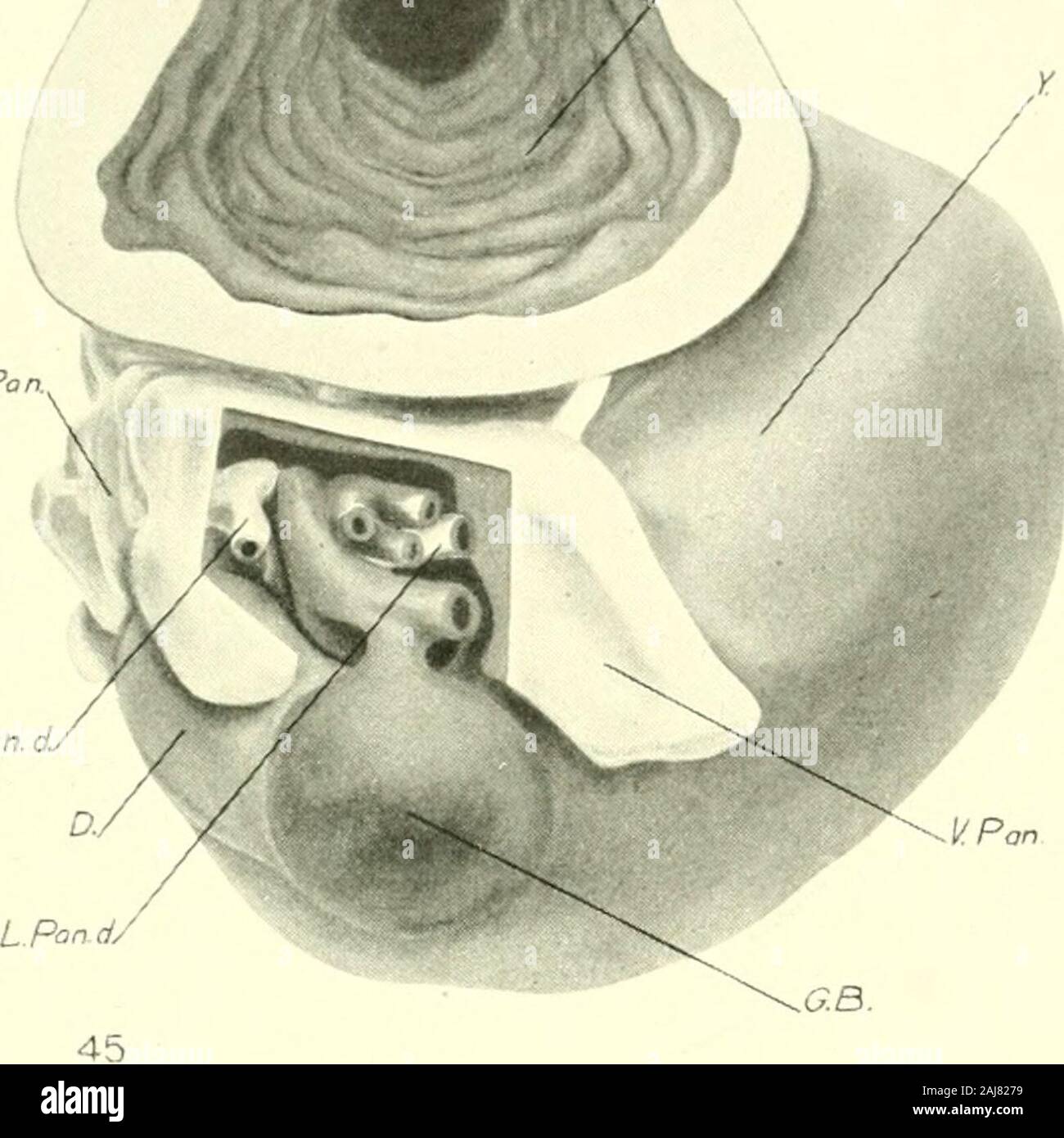 Das amerikanische Journal der Anatomie. Platte 4 ERLÄUTERUNG DER ABBILDUNG. - 45 anteriore Ansicht der Bauchspeicheldrüse und ventralen Bauchspeicheldrüsengänge eines 13 mm. Embryo. X 60. 46 Anteriore Ansicht der Bauchspeicheldrüse und Kanäle eines 15 mm. Embryo. X 60. D., duodenum V. jxni., Pankreas ventrale D.Pan., dorsalen Pankreas Y, Eigelb - Darm G., Galle D. cJr I., Ductus clioledochus Lt pan. d., links ventralen Pankreasgang V. j) nit. (Ich.. ventrale Bauchspeicheldrüsengänge. /?/. Pan (/. Rechten ventralen Pankreasgang l^) r (entweder aljbreviations, siehe Abbildung 45. St., Magen 274 DEVELOPMEMT DER LEBER- UND PAXCHEAS E. A. BAUMCARTXEn Platte 4 St RPan. d.. Stockfoto