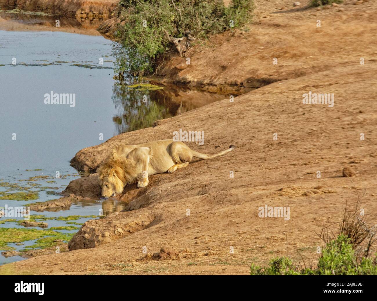 Männliche Löwe (Panthera leo) Alkoholkonsum am Wasserloch in Addo National Park, Eastern Cape, Südafrika, Afrika Stockfoto