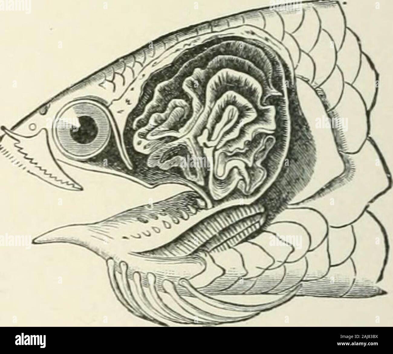 Eine Abhandlung über die Zoologie. - 5 Fic;. 424. Ventrale Ansicht der linken Hälfte des liead Ophlocc - phalus strlatus, S., aus denen der Unterkiefer, etc., abgeschnitten wurden die Speiseröhre anrlthe branchial Hohlräumen freizulegen. 1, Zubehör branchialcavity, in das Projekt der Atemwege operculum folils; 2, 19; 3, Branchial Hohlraum; 4, toothedsuperior pharyngeal Platte; 5, Speiseröhre.. Abb. 4-2 J. Kopf einer naias Scandens, Dald. (AfterCuvier, von sedgwicks Zoologie.) Theoperculum entfernt wurde, um zu zeigen theexcavated Superior pharyngeal (ijharyngo - hranchiah). dornfortsätze und fünf weiche Haut strahlen und die Schädelknochen hav Stockfoto
