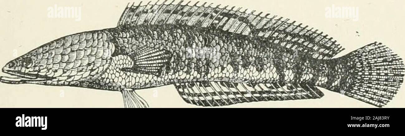 Eine Abhandlung über die Zoologie. Stromateidae. Diese sind eng mit der vorhergehenden verbunden; aber Sie haben zykloide Skalen, die beckenknochen kann durch die Liga angeschlossen an die cleithra werden; und der Körper l) ecomes sehr tief und komprimiert, soviel an Lampris. Die Blase und die bauchflossen sind möglicherweise verloren gegangen. Nomeus hat enorme Bauchflossen, die im ventralen Nuten falten. Platycormus, V. M.; Homosoma, Eozän. Nomeus, Cuv. ; Cuhiceps, Lowe; Stromateus, Art; Centrolophus, Lac. Familie B. Sdb-Tribe Icosteidae. Obwohl fehlt sowohl spinesand ösophageale Beutel, Andie der aberrierende Rag-Fish sind wahrscheinlich Allied Stockfoto