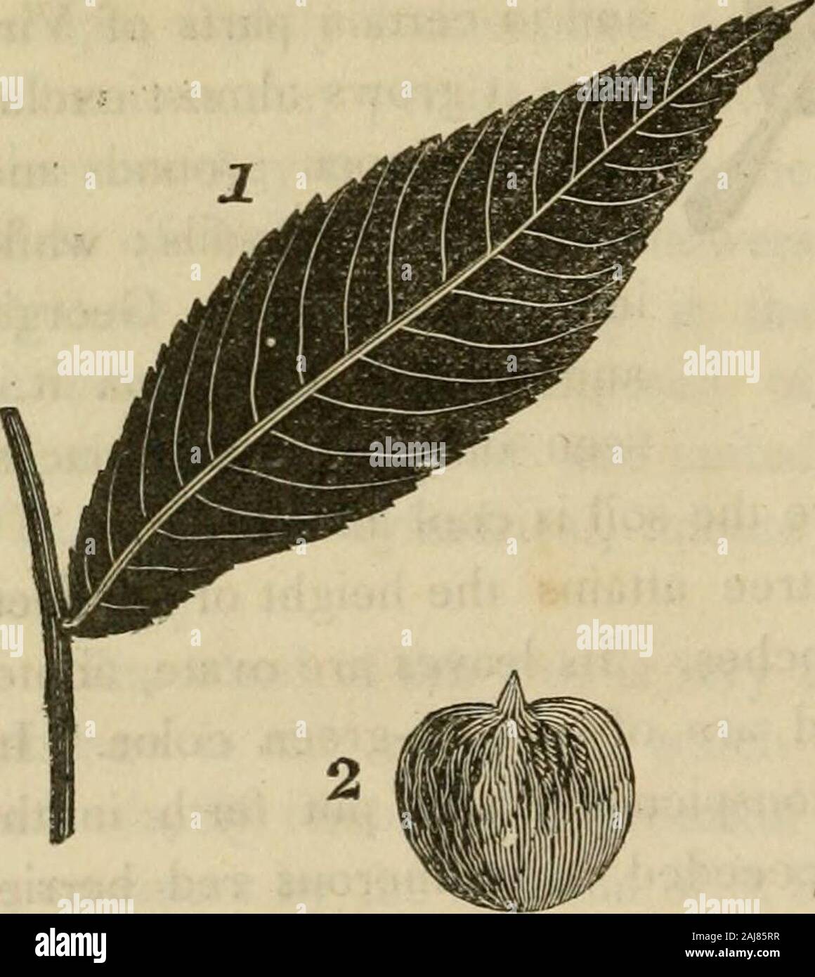 Juglans E Stockfotos Und Bilder Kaufen Alamy