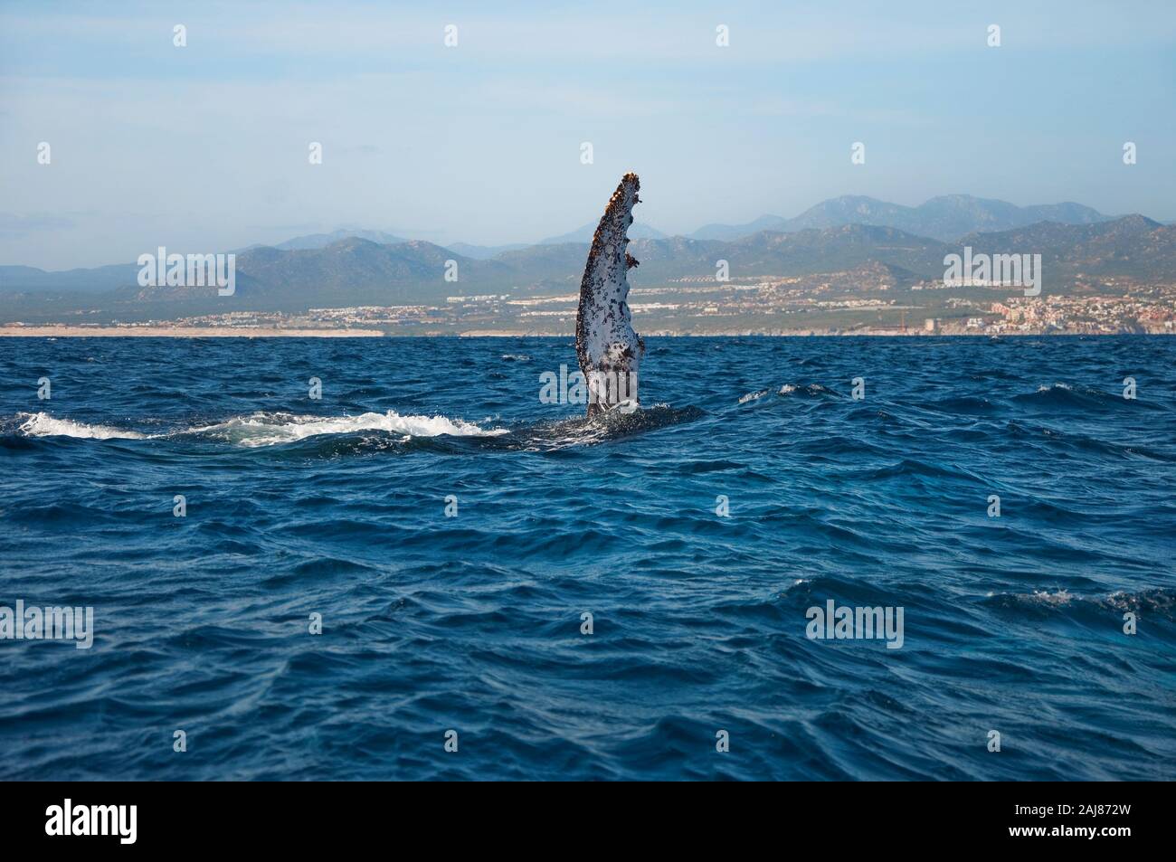 Buckelwal sagt 'Hallo', Flosse bewässtigt das Wasser, Cabo San Lucas Stockfoto