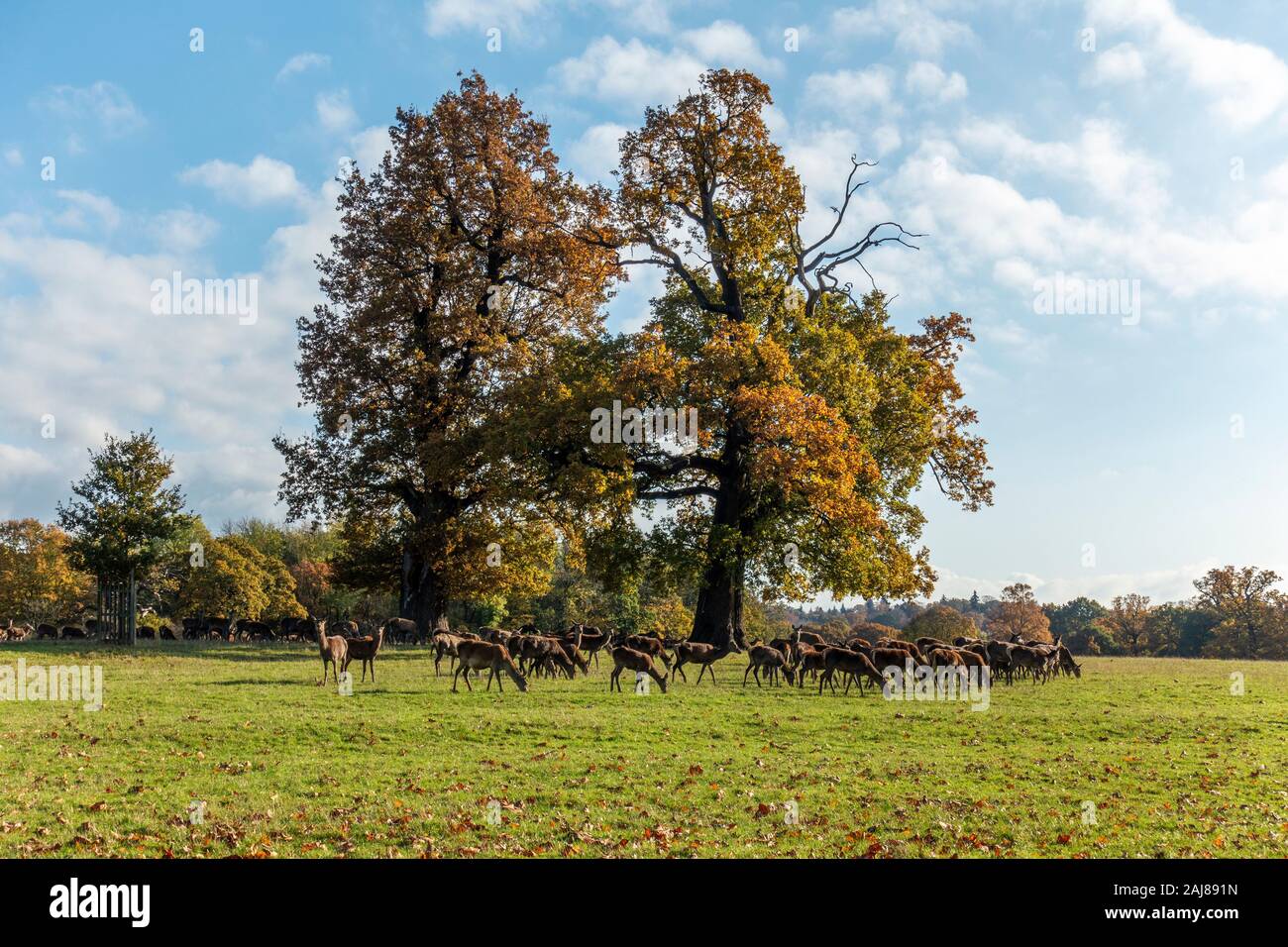 Herde von Red Deer (Cervus elaphus) im Windsor Great Park, Windsor, Berkshire, England, Vereinigtes Königreich Stockfoto