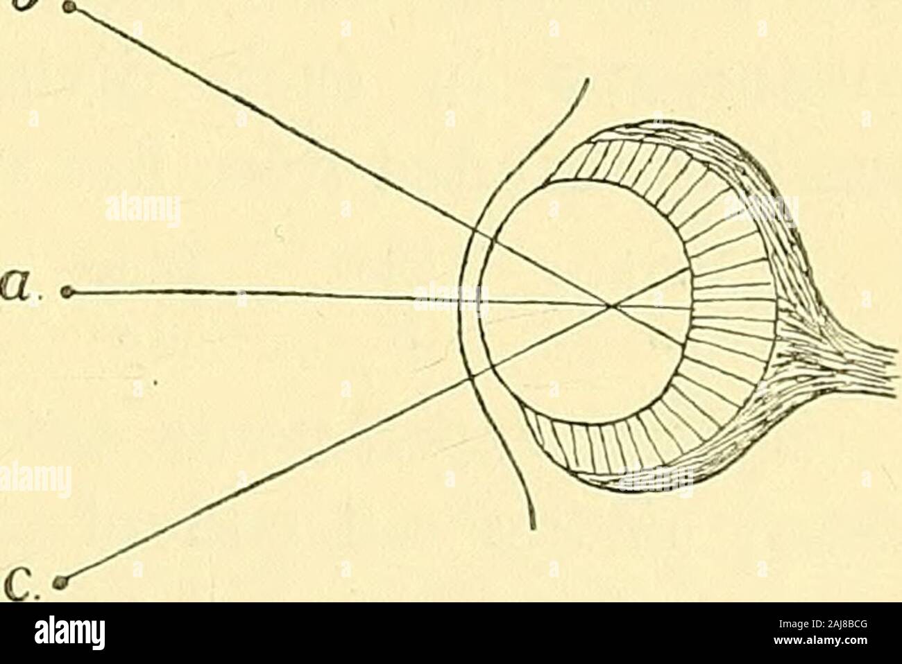 Das tierische Leben und Intelligenz. pposite Seite von £ die Netzhaut; und ähnlich forintermediate Positionen. Thepresence einer retinalen Layer isthus keine unfehlbare Zeichen der apower der Vision als abgesehen frommere Sensibilität zu Licht. In der Tat, in einer grossen Anzahl von ",,.,, Abb. 39.- Richtung - Netzhaut. Fällen, aus der Konvexität und C. °,.. 4. ... T. .. T. Einfache Retina zur Unterscheidung der Richtung Position der Linse, die für - die Quelle von Licht oder Schatten. len eines Bildes ist nicht möglich. Nur wenn es kann beshown, dass eine mehr oder weniger konkrete Bild der Netzhaut focusedon werden kann, oder kann auf gebildet werden. Stockfoto