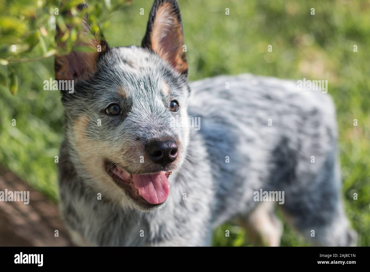 Australian Cattle Dog oder Blue Heeler Welpen steht dabei mit dem Gesicht zur Kamera schließen, Portrait. Stockfoto