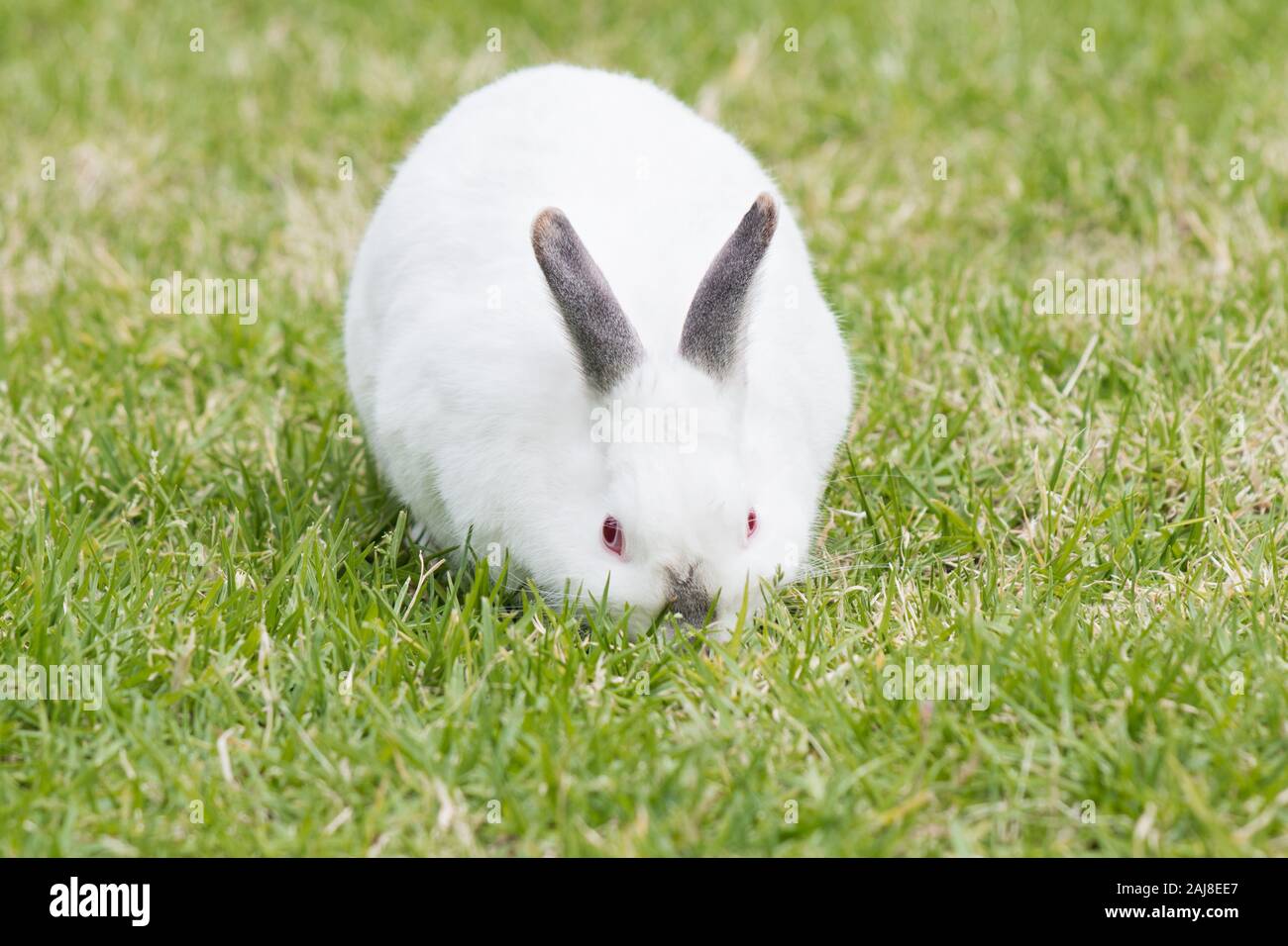 Weiße Kaninchen mit grauen Ohren und Nase Beweidung im Freien mit Blick auf die Kamera Kopf unten. Stockfoto