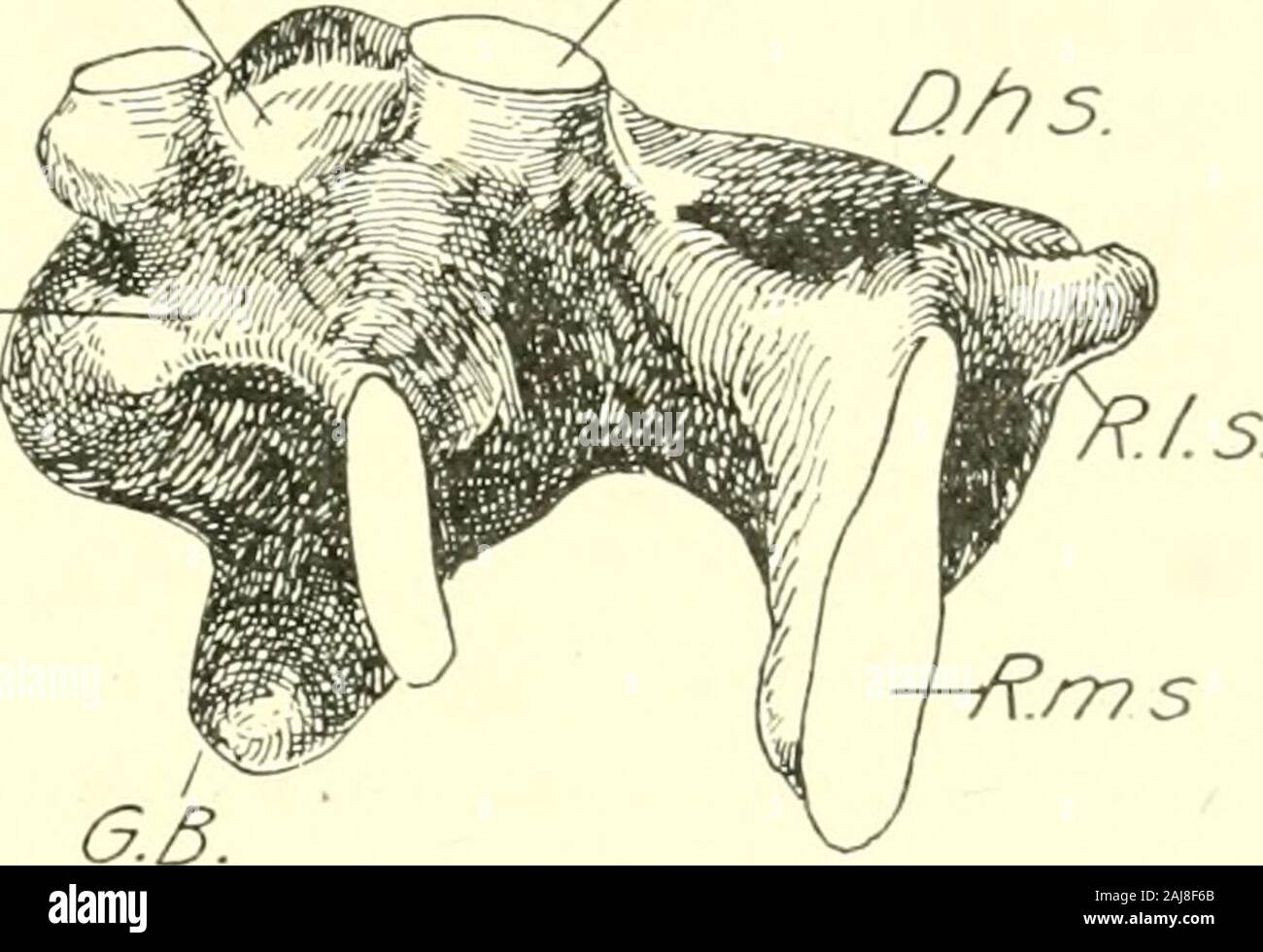Das amerikanische Journal der Anatomie. th, der trabekeln Pre-sent ein verwirrendes Netzwerk. Das epithel der hepaticducts und trabekeln sind schwer beladen mit Eigelb-Granulate, Andthat der Leitungen ist noch nicht zu einer ausgeprägten columnartype unterschieden. Allerdings ist das Recht und die linken Kanäle frei sind. In der Entwicklung von Leber und Pankreas 235 11 Nim. Embryo die rechte Leitung ist deutlich in lateraland medial Rami unterteilt. Eine kurze Zystikusstumpf wird dem caudalend der seitlichen Ramus befestigt und auf der Bauchseite. In einem embryosomewhat weniger als 13mm. lang die gleiche Anordnung von ein Stockfoto