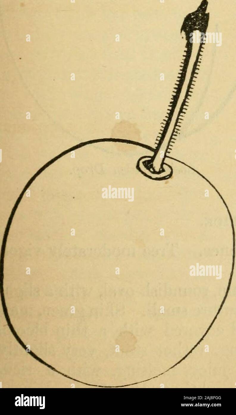 Die Früchte und Obst Bäume von Amerika; oder die Kultur, Vermehrung und Verwaltung, in den Garten und Obstgarten, von Obstbäumen im Allgemeinen; mit Beschreibungen aller feinsten Sorten von Obst, einheimischen und ausländischen, in diesem Land kultiviert. verkehrt eiförmig, spitz zulaufend meisten Stiel. Fast einen Zentimeter langen Stiel, Ina leicht hohl. Die Haut purpled, mit einem dicken blauen Blüte abgedeckt. Fleisch grünlich-gelb, ziemlich fest, eher trocken, aber ziemlich reich andsugary, eng Einhaltung von thestone. Reift im Oktober und willhang, der in den geschützten Situationen, bis Mitte November. Bleeckers Gage. Man. Deutsch Stockfoto