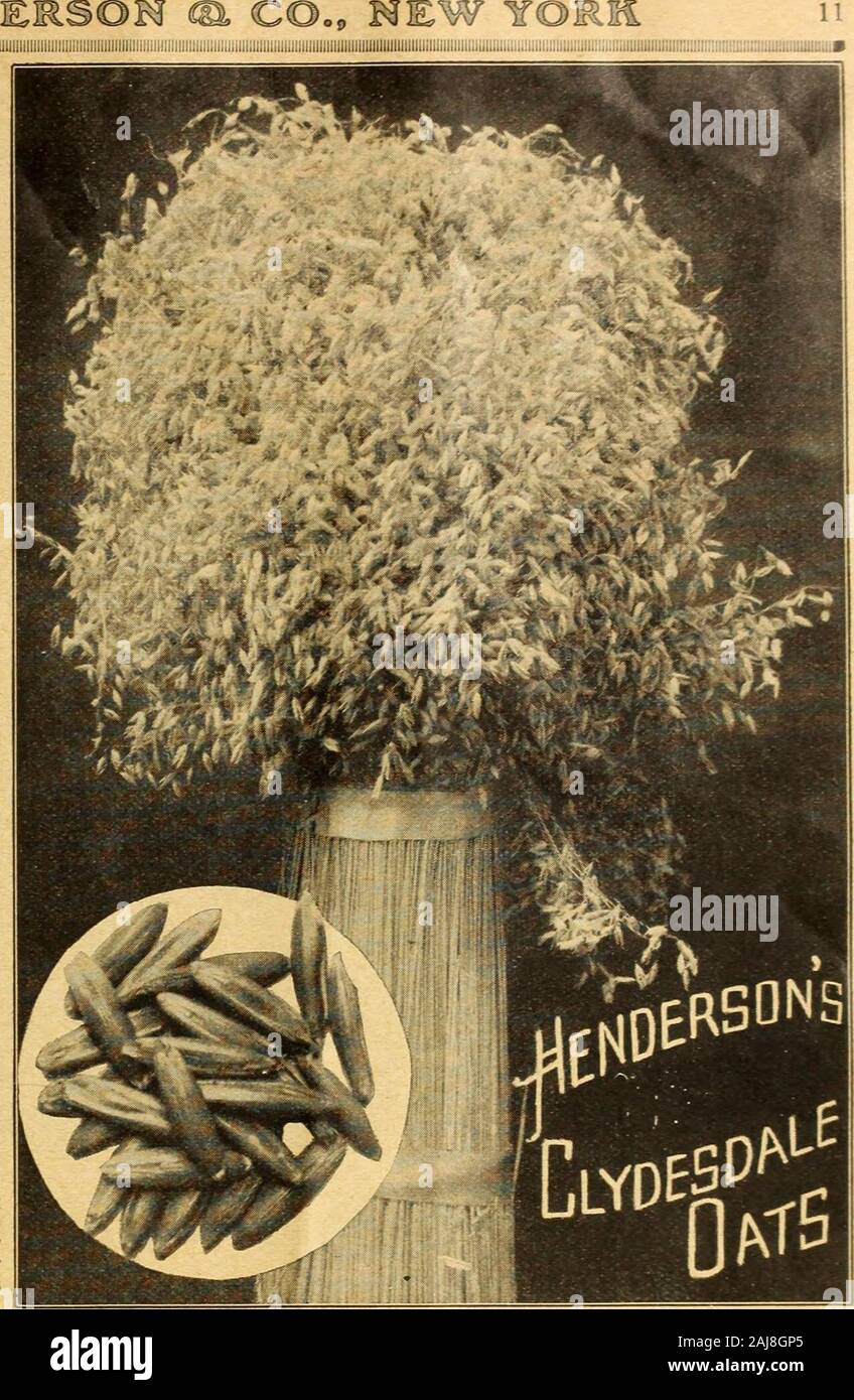 Henderson's Farmers Manual: 1919. Reis, $ 2,75 Bushel (32 lbs.); 10 Bushel und darber, Scheffel $ 2,65; lOOjbushelsand nach oben, Scheffel 2,50 $. Schwedisch Wählen Sie Hafer. Wissenschaftliche Züchter von Samen in Schweden havedevoted sich besonders auf die Verbesserung der Hafer, und viele Meri - torious Sorten haben in diesem Land stammt. Wahrscheinlich die Vielfalt weoffer, Schwedisch Wählen Sie ist die beste Al! Um Hafer unter Ihnen wie es gedeiht wellon alle Böden. Es ist eine starke Züchter, eine große Dürre resister und das Korn isshort, plump und schwer. Sie sind stark von den Vereinigten StatesDepartment von Agri empfohlen Stockfoto