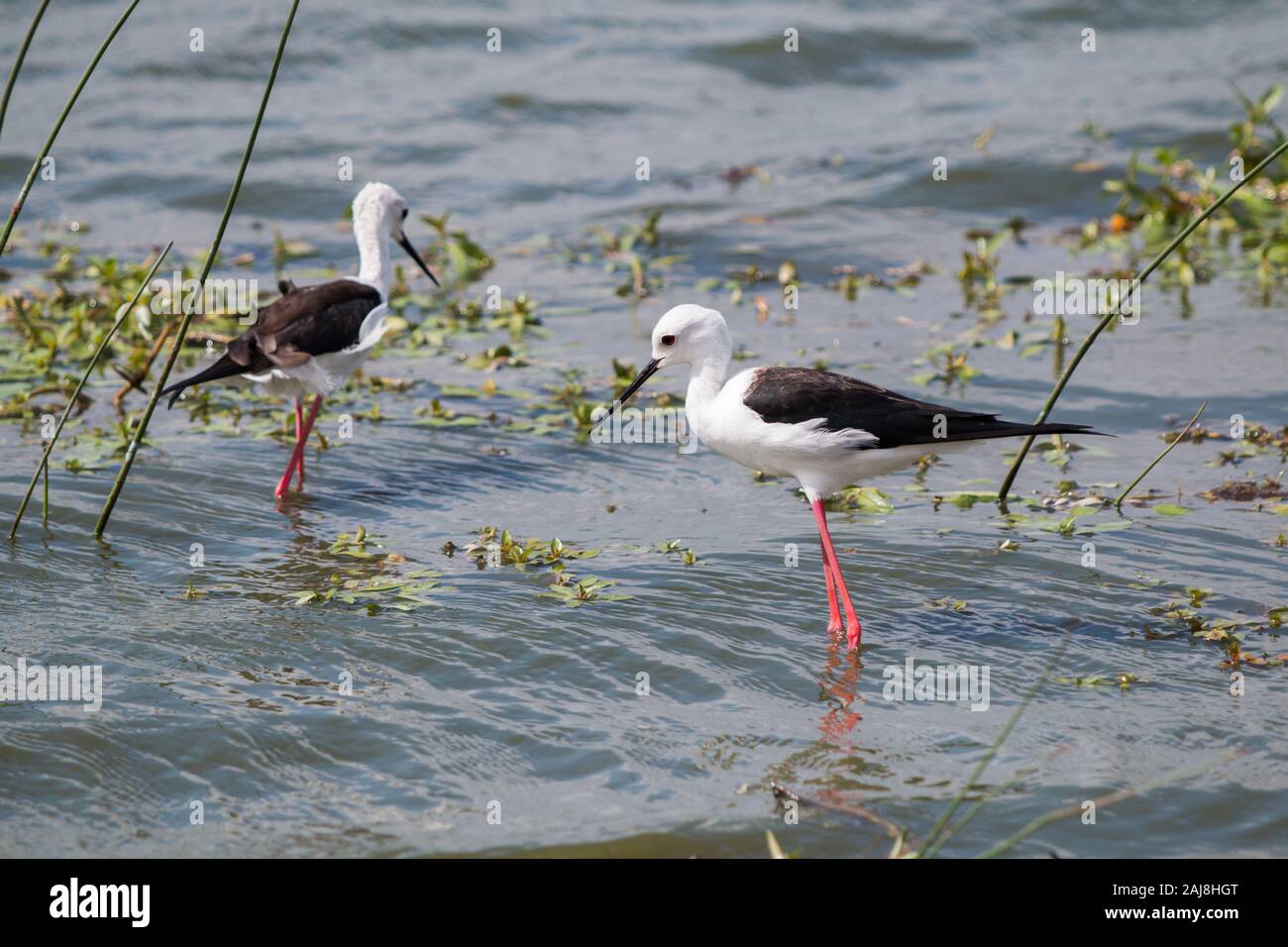 Schwarz - geflügelte Stelzenläufer (Himantopus Himan topus) Vogel im Wasser waten, auf der Suche nach Essen. Stockfoto