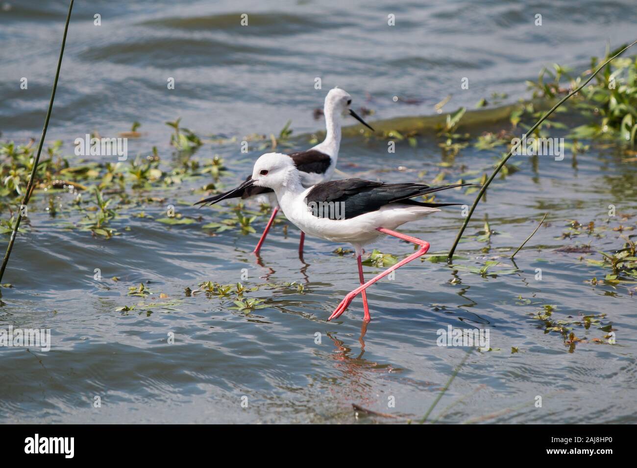 Schwarz - geflügelte Stelzenläufer (Himantopus Himan topus) Vogel im Wasser waten, auf der Suche nach Essen. Stockfoto