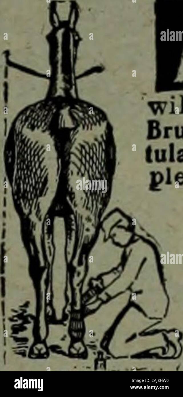 Kanadische Lebensmittelhändler Juli-Dezember 1908. Kanadische Büro. - VANCOUVER, B.C. Agenten - Richard * & Braun, 314 Rom-Avenue, Winnipeg, Man. W.^ SOFBINE inllatned verringern, geschwollene Joinli, Prellungen, weiche Trauben, Heilung kocht , * Lula oder unheallby Wunde schnell: Angenehm zu Nse; nicht unter verband Blister oder die Haare zu entfernen, und jrou kann das Pferd arbeiten. $ 2 perbottle bei Händlern oder geliefert. Pferd Buch 7 D frei. ABSORBINE, JR, für die Menschheit, $ 1,00 pro Flasche. Reduziert die Krampfadern, Varikozele, Hydrocele, Kropf, Wens, Zerrungen, Prellungen,^ stoppt Schmerzen und Entzündungen F. JUNGE, 1911-1915 F., 204 Monmouth St., Sp Stockfoto
