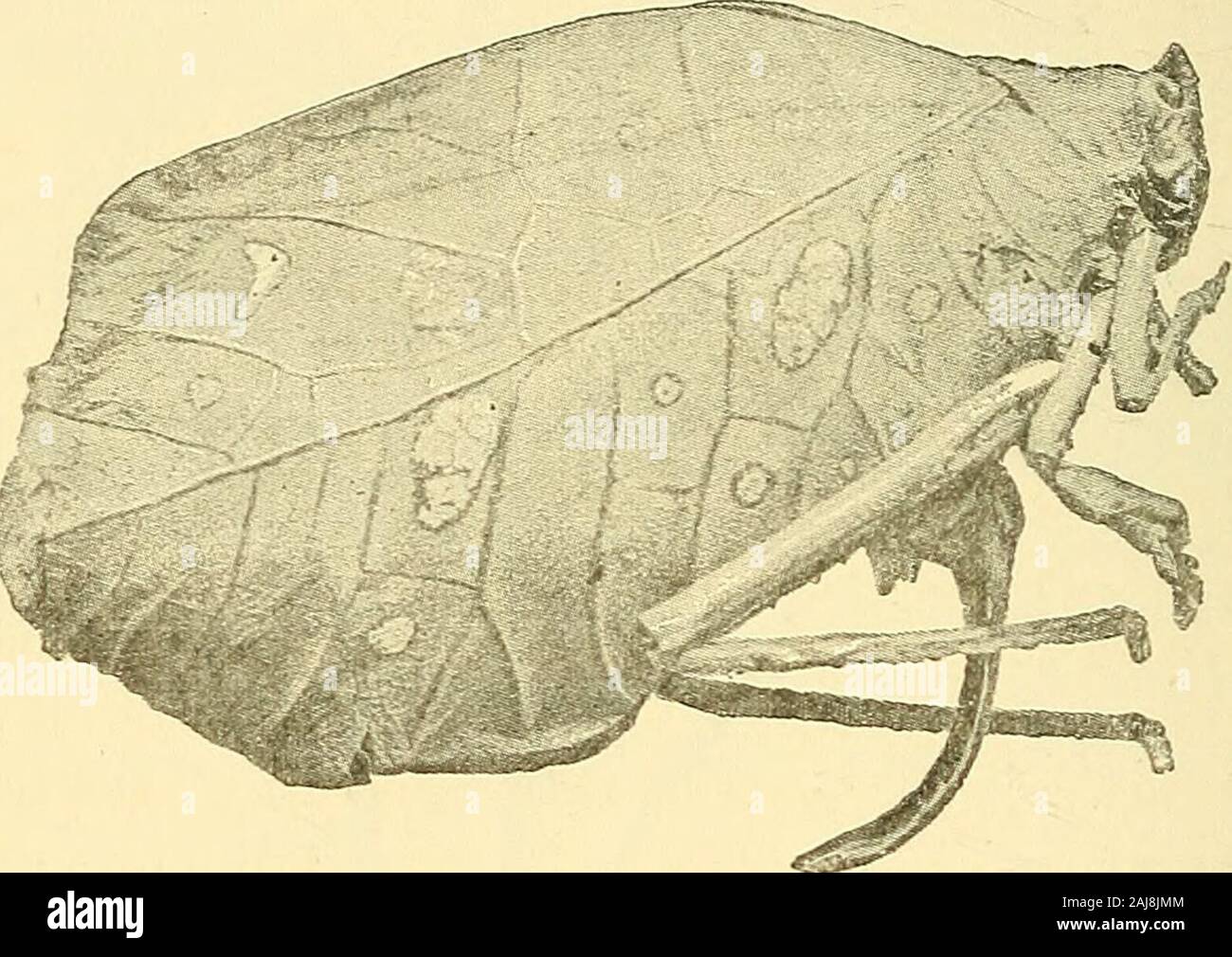 Das tierische Leben und Intelligenz. Abb. 18.- Caterpillar einer Motte (Ennomos tiliaria) auf einer Eiche-Spray. (Froman Ausstellung des British Natural History Museum.) Das Blatt - Insekt vertraut sind Abbildungen, obwohl keine onewho hat sie in der Natur nicht gesehen kann das Ausmaß der Ähnlichkeit zu realisieren. Die meisten von uns haben jedenfalls gesehen thestick - Raupen oder loopers (Abb. 18), obwohl, vielleicht Paar 86 tierische Leben und Intelligenz. bemerkt haben, wie wundervoll ist der schützende resemblanceto ein Zweig, wenn die Larve ist still und regungslos, für Thevery Grund, dass die Ähnlichkeit so gekennzeichnet ist, dass theorganism am Th Stockfoto