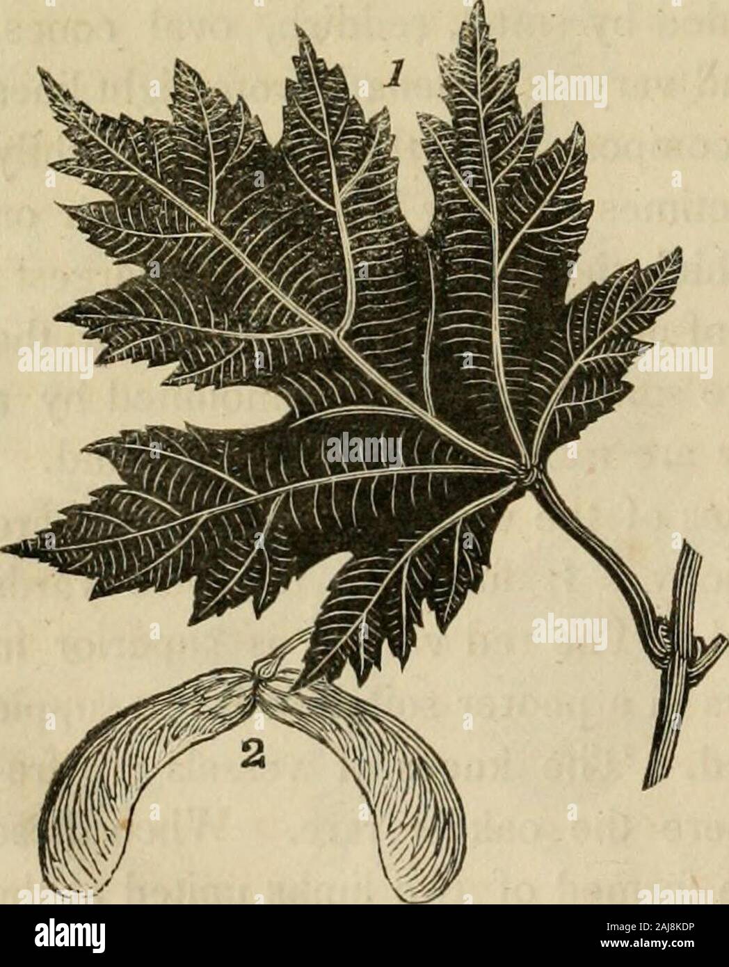 Die sylva Americana; oder, eine Beschreibung der Wald Bäume indigene in die Vereinigten Staaten, praktisch und botanisch betrachtet. n für therafters der Häuser verwendet, und wird mehr geschätzt als die Fichte Hemlock. Es manchmal in den Boards von beträchtlicher Breite gesägt ist, Whichare weniger wertvoll als die von White Pine. Manchmal areused für Böden, aber sie haften zu knacken. Die rote issometimes Für die Stangen von Fisch Fässer beschäftigt Fichte. Mit theyoung Branchen, insbesondere der schwarzen Fichte, ist madethe heilsame trinken, bekannt unter dem Namen von Fichte Bier, das inlong Voyages entdeckt. Stockfoto