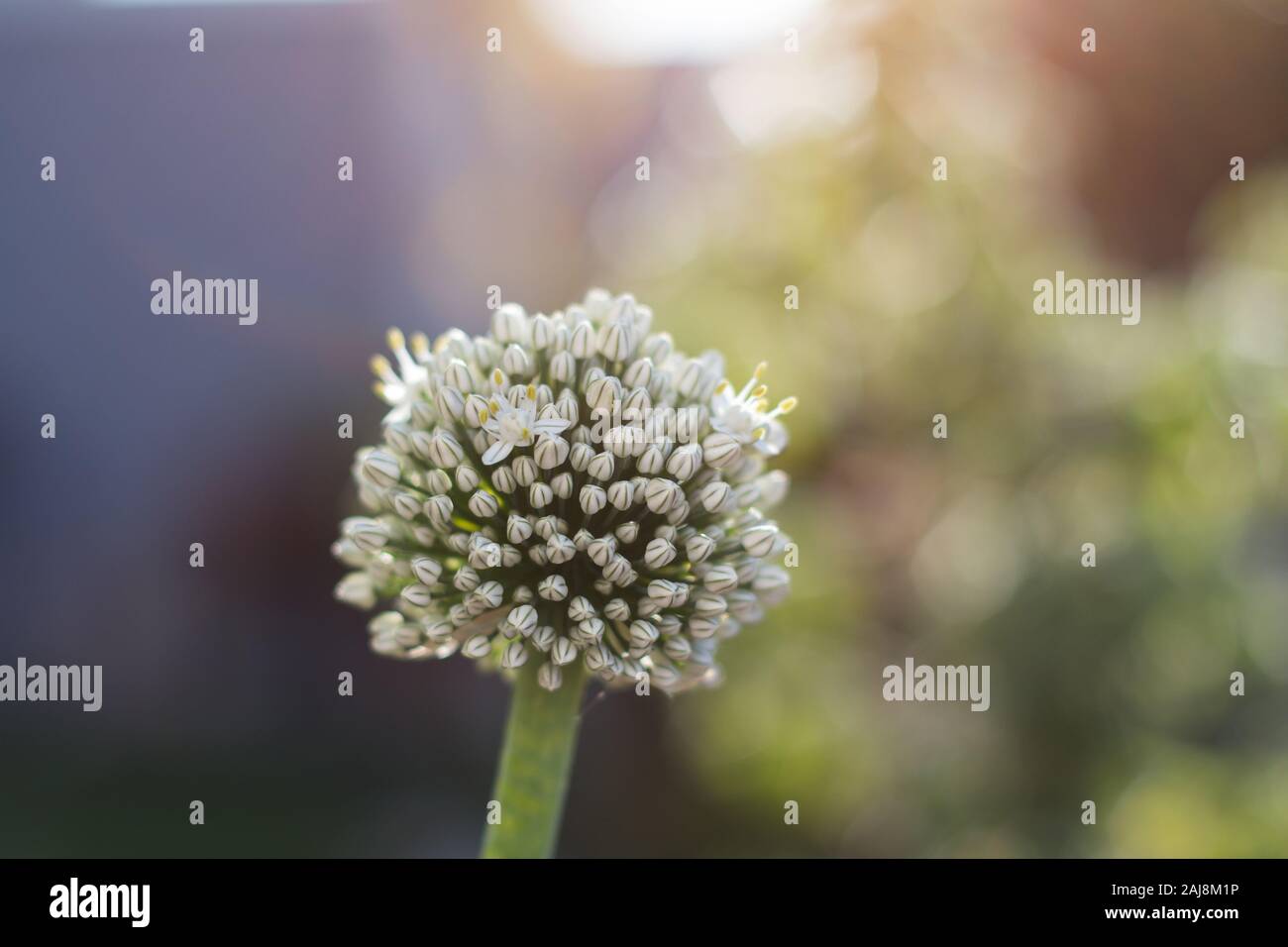 Braune Zwiebel pflanze Blume Nahaufnahme. Stockfoto
