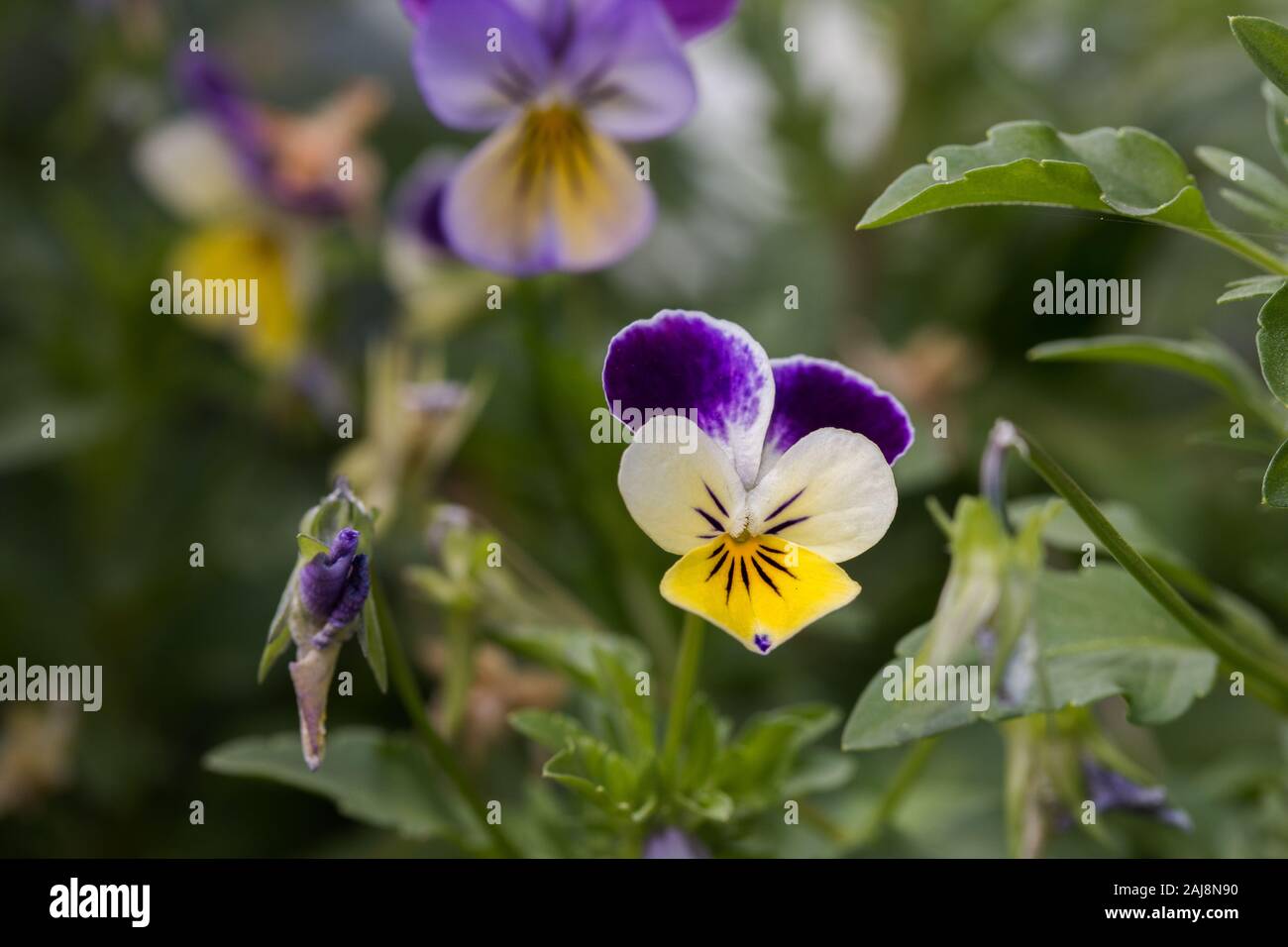 Stiefmütterchen (Viola tricolor) in der Nähe der Blume. Stockfoto