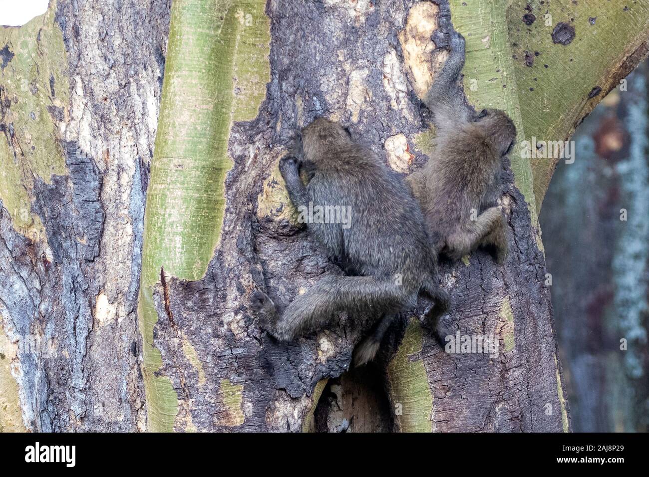 Zwei Olive Baboon Babys auf einen Baum in der Nähe zusammen in einem Wildreservat in Kenia. Stockfoto