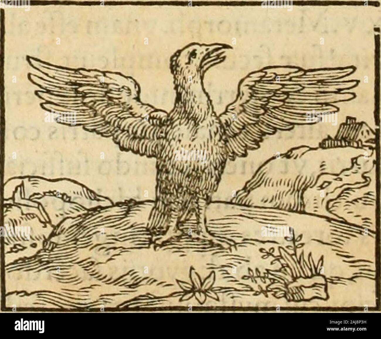 Hieroglyphica, sive, De sacris Aegyptiorvm aliarvmqve gentivm literis commentarij. uadtatcmautem, animamhic verfata diuturno Tempore. Nam animi patnam keine cffe Corpus, Fed nos hic, quandiuviuimus, pcregnnan, nicht iEgyptrj bezeichnet, fed Gra^ corum Ladno/Frumq? Autores pr2, cftantifsimi noftra (^ iii pdmis pietaSjpafsim admonuere. CVm vcro Phccnix viiicus eflTepcrhibeatur omnino, & pulchritudine volatihumgenus omne Longo poft ferelinquat interuaL • lo, quippc qui fit Aureo drca Colla fulgore rubicundus, ca! Tero corpore purpureo cajruleamcaudam rofds diftinguenribus pennis, cnftisfacie caputq? Plumeo Arpaia, Vt Pl Stockfoto