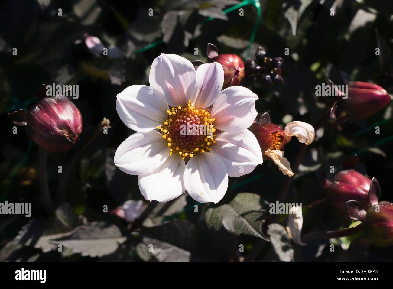 Off - weiße Blüten von Dahlia HS glücklich Single Prinzessin Blüte im September in Großbritannien Stockfoto