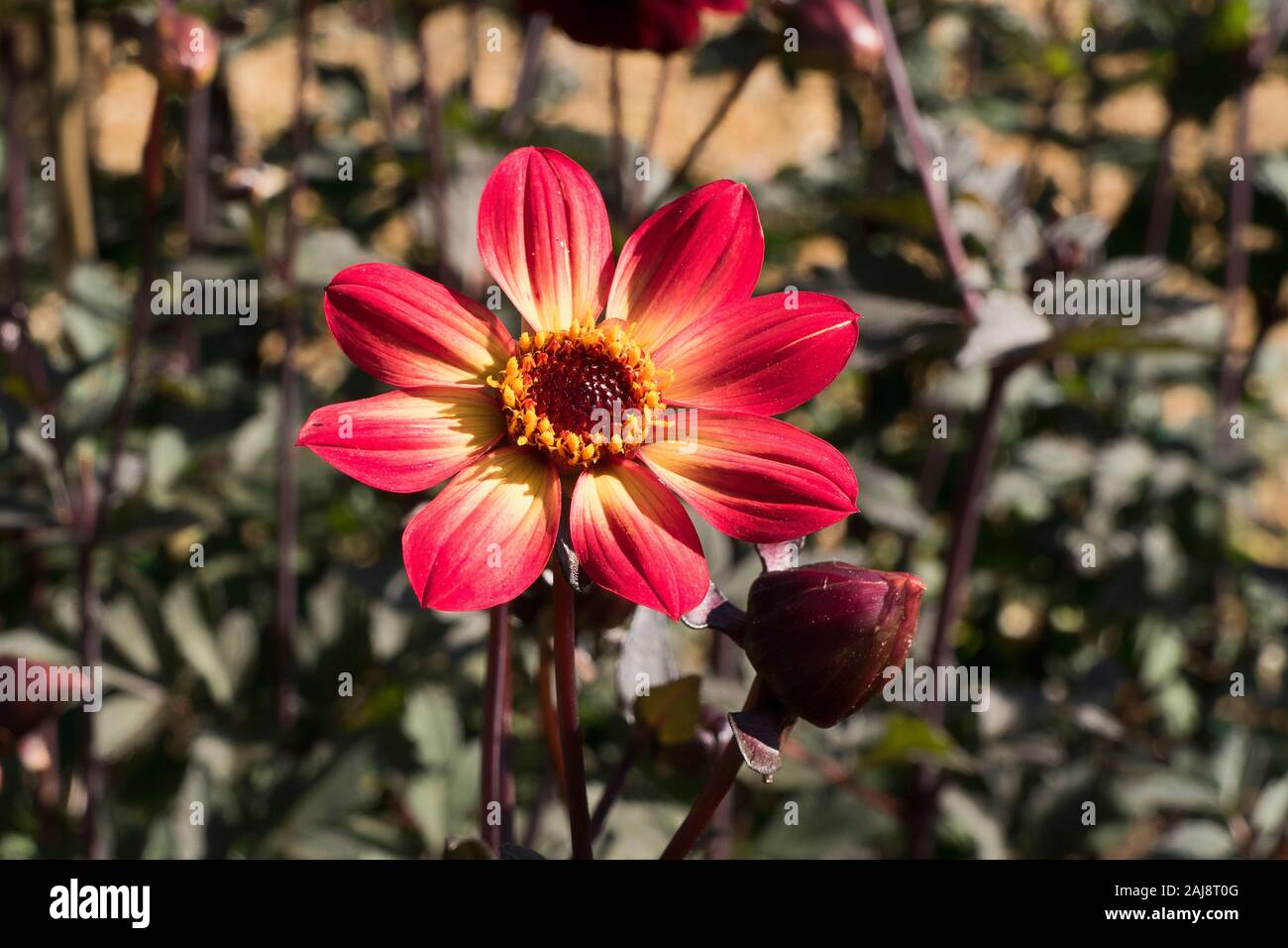 Dunkle leaved Dahlie Bishop Auckland Blüte im September in Großbritannien Stockfoto