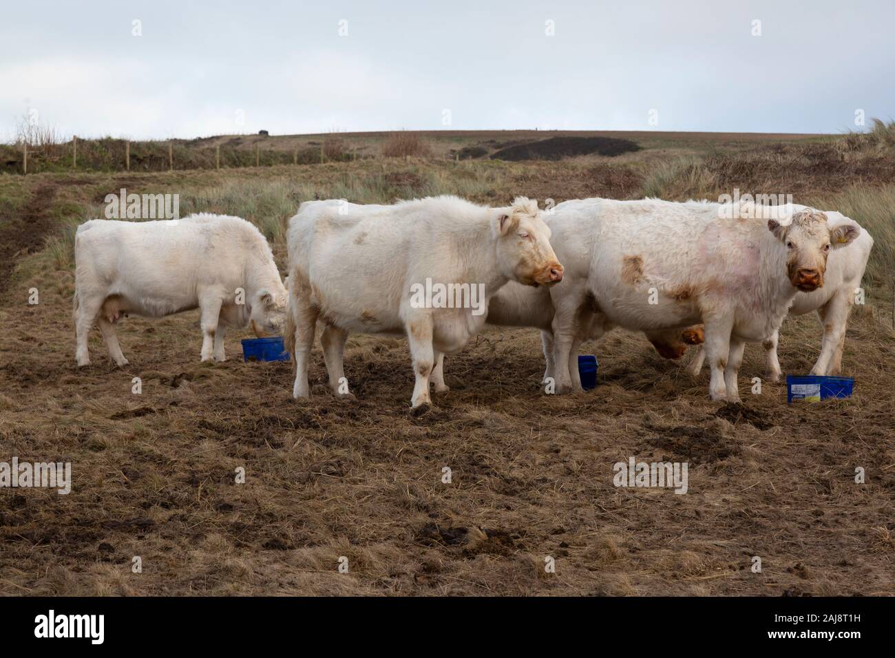 Whitbread Shorthorn oder Cumberland Weiß, Vieh. Die traditionellen einheimischen Britischen Rasse. Stockfoto