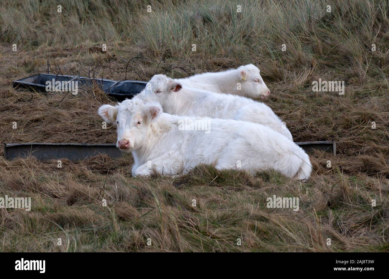 Whitbread Shorthorn oder Cumberland Weiß, Vieh. Die traditionellen einheimischen Britischen Rasse. Stockfoto