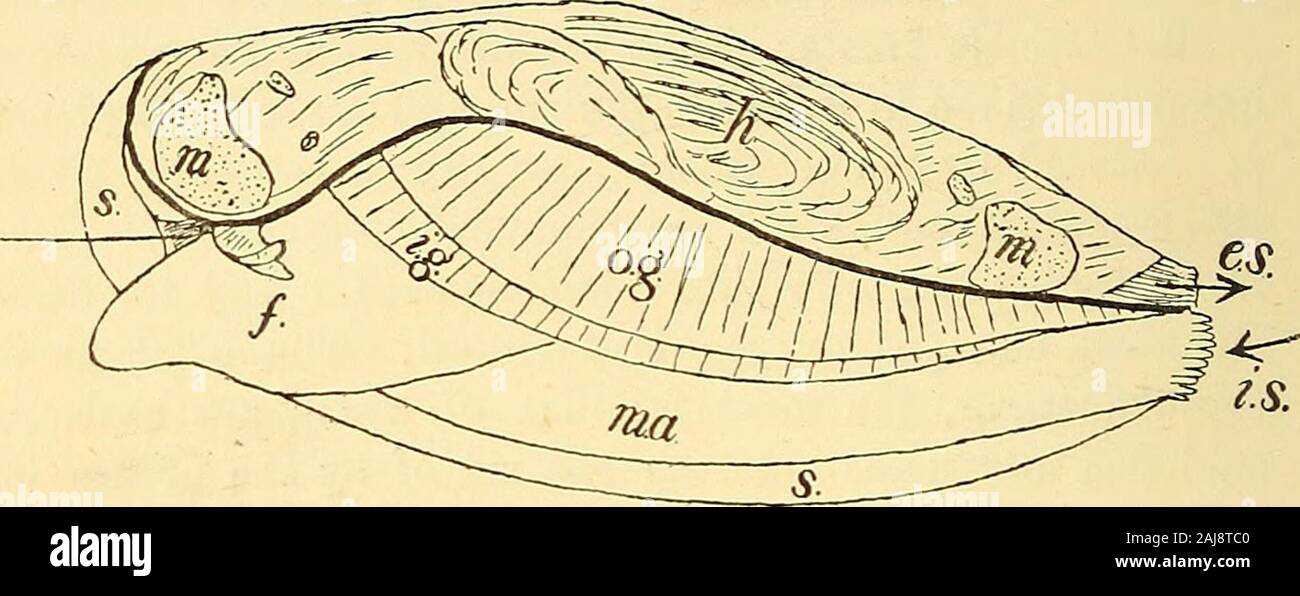Das tierische Leben und Intelligenz. Das tierische Leben und Intelligenz. Wassertiere in einem Tank oder Aquarium, in dem keine Mittel der Versorgung von frischen Sauerstoff, entweder durch die Aktion grüne Vegetation, oder durch einen Wasserstrahl in die Luft blasen, oder auf eine andere Art und Weise. Und dann gibt es noch eine Reihe von Tieren, die keine besonderen Organe apartfor Atmung eingestellt. In ihnen die Atmung wird durch thegeneral Oberfläche des Körpers durchgeführt. Die gemeinsame Regenwurm ist mo.. Abb. 2.-Kiemen der Muschel. o B., äußere Kieme; ich. g., innere Gill; Mo., Mund, m., Muskeln für das Schließen Shell; Ma., Mantel; s., Shell; f "Fuß; h., Position Stockfoto