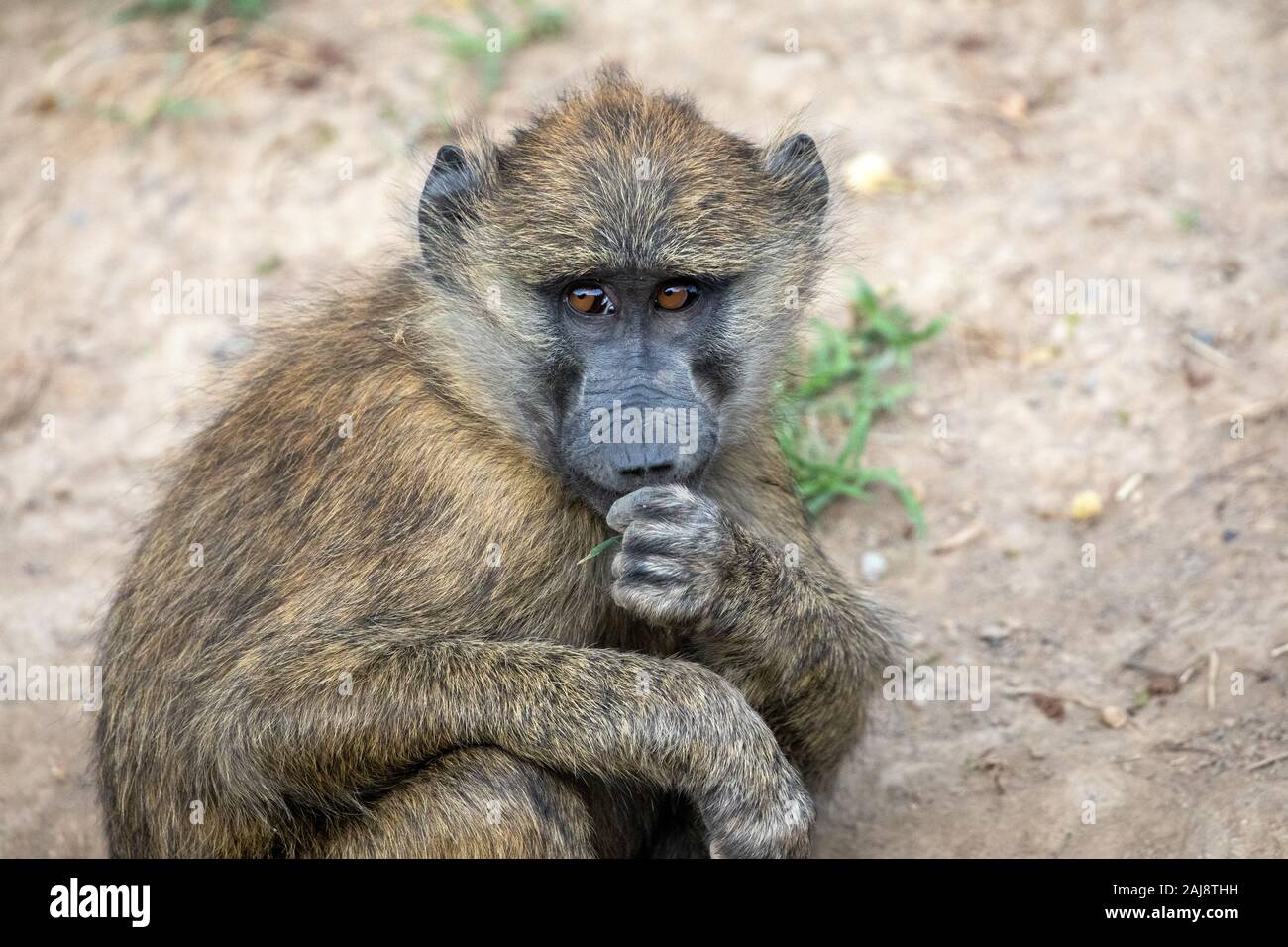 Young Baboon Portrait Stockfoto