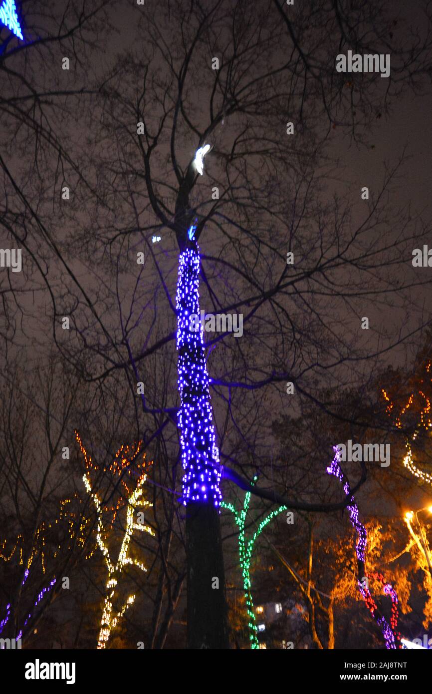 Multicolor winter bäume in leuchtenden Neues Jahr und Rozhdestvensky Girlanden von LEDs gewickelt, Glühlampen in den Park der Stadt Dnipro, Ukraine. Stockfoto