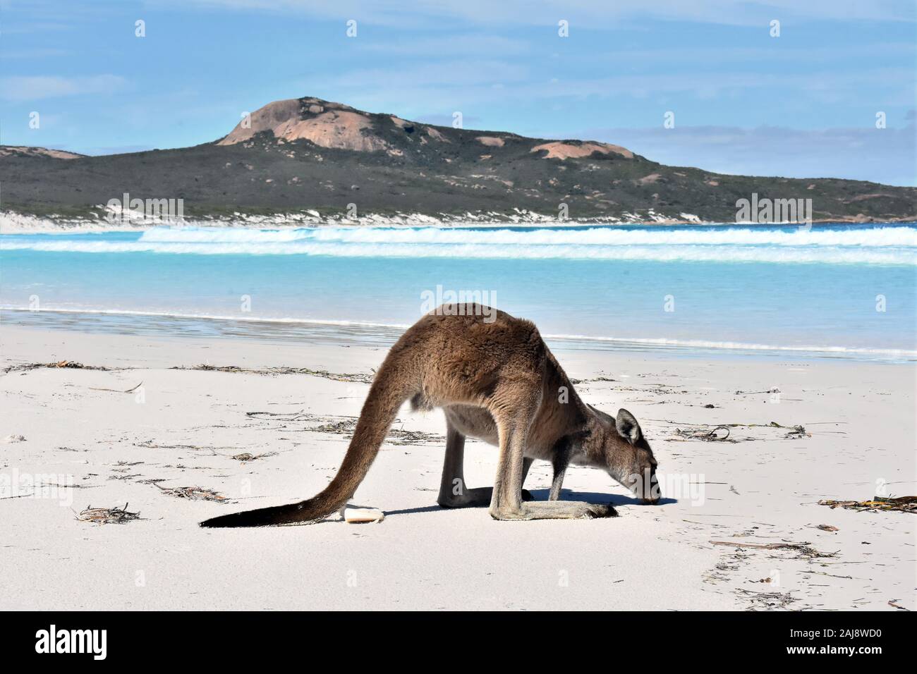 Känguru in Lucky Bay, Cape Le Grand National Park, Esperance, Western Australia, Australien Stockfoto