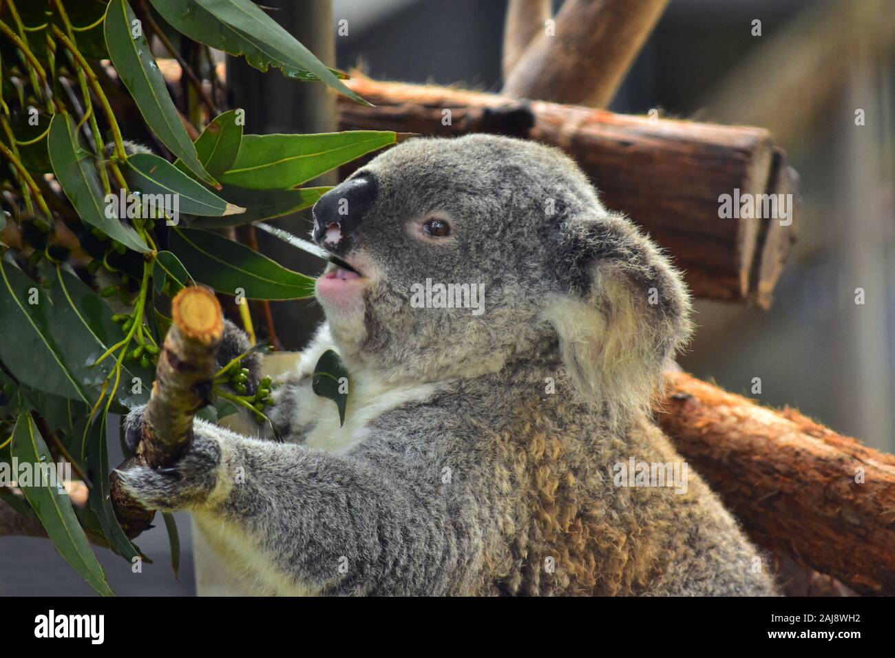 Essen von Koala im Koala Hospital von Port Macquarie, New South Wales, Australien Stockfoto