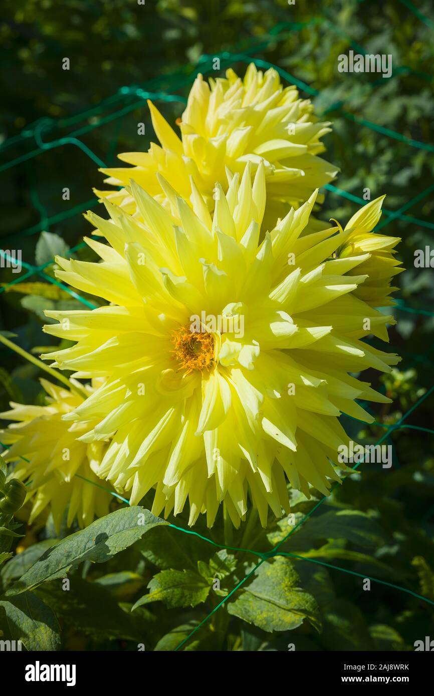 Gelbe Blüten von Dahlia Janal Amy Blüte im Septermber in Großbritannien Stockfoto